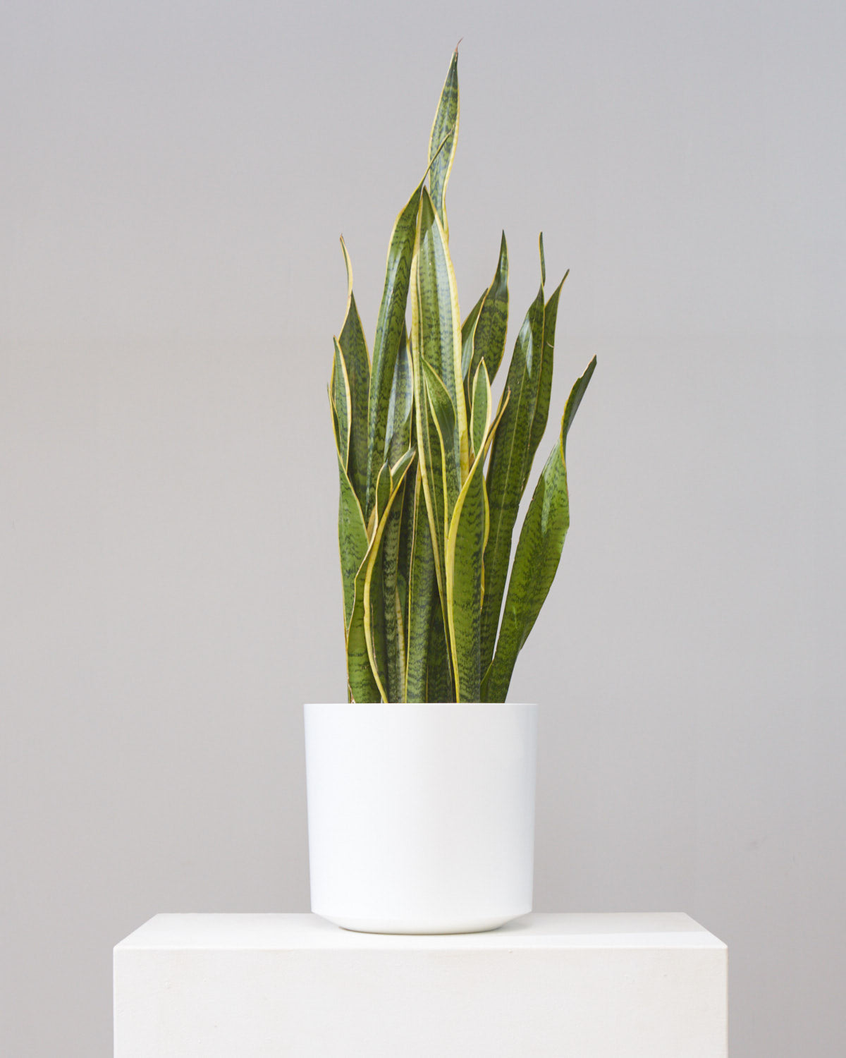 Yellow Snake Plant: Sansevieria trifasciata 'Laurentii' - 10 inch pot - 2.5-3 foot tall
