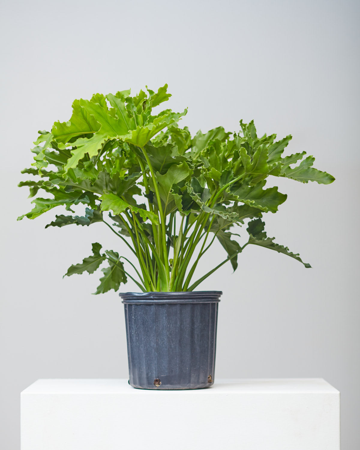 PHILODENDRON 'SELLOUM LICKETY SPLIT' 10" Grower Pot