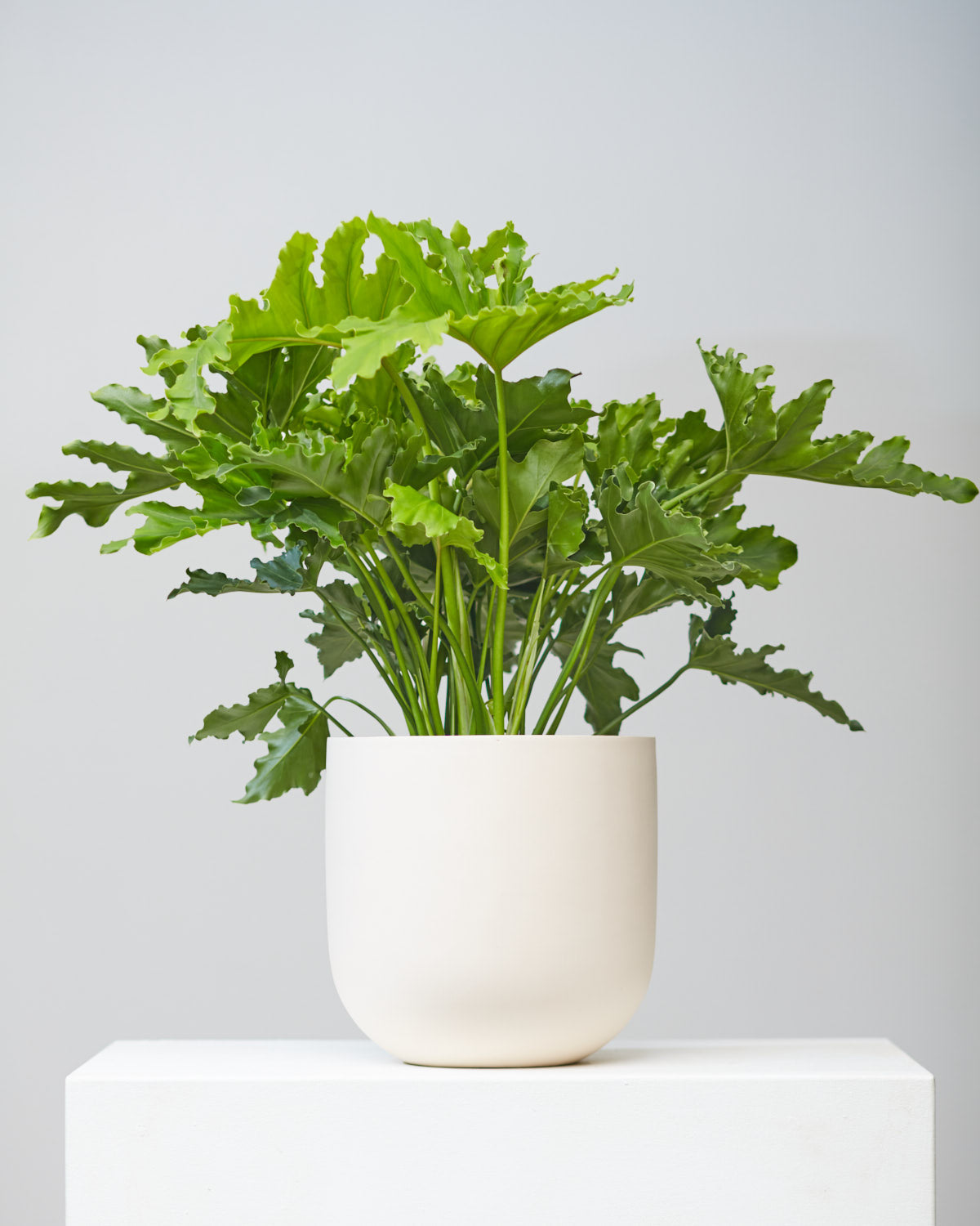 PHILODENDRON 'SELLOUM LICKETY SPLIT' 10" Grower Pot