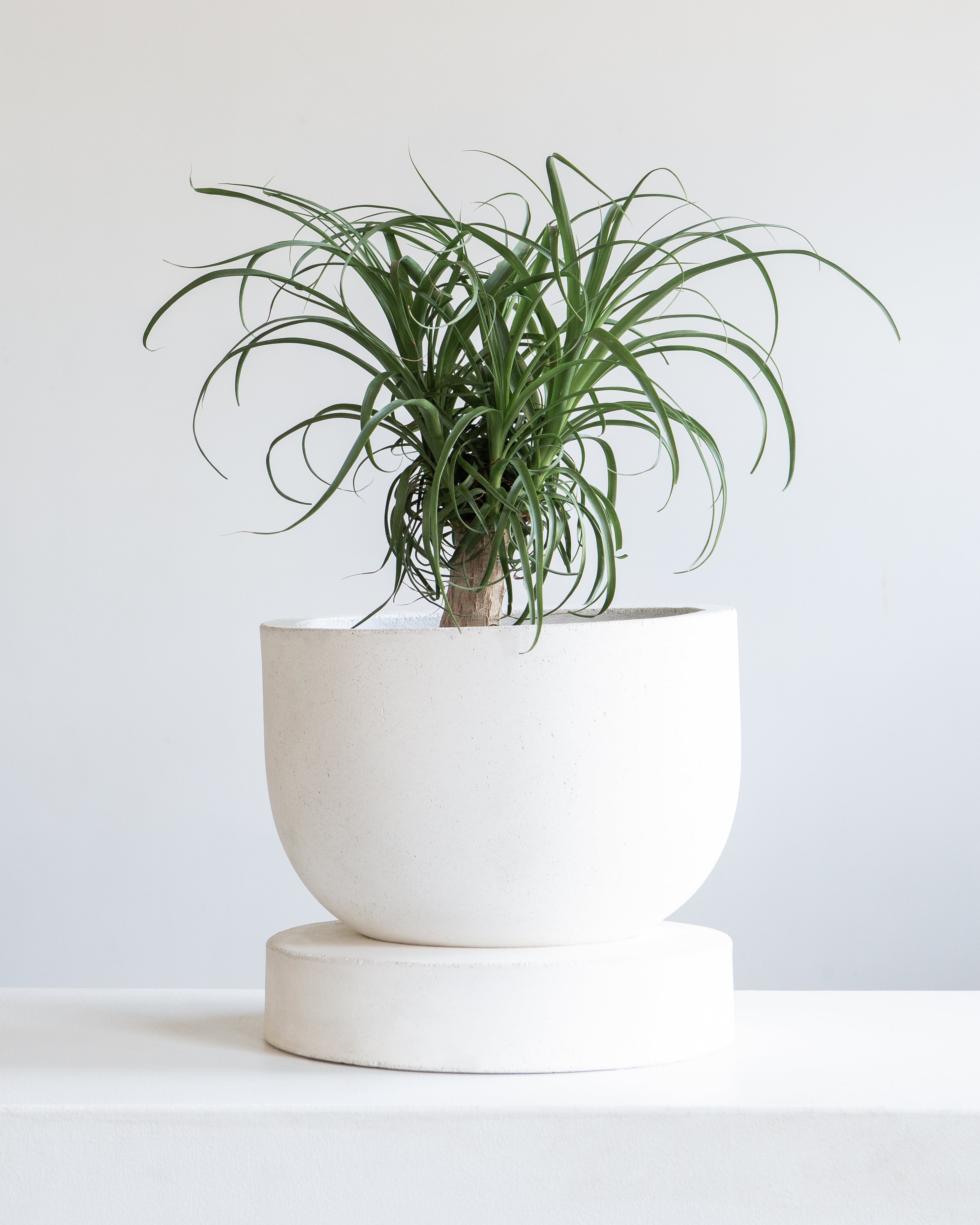 Archer Planter with Drainage and Tray | 10 inch Diameter