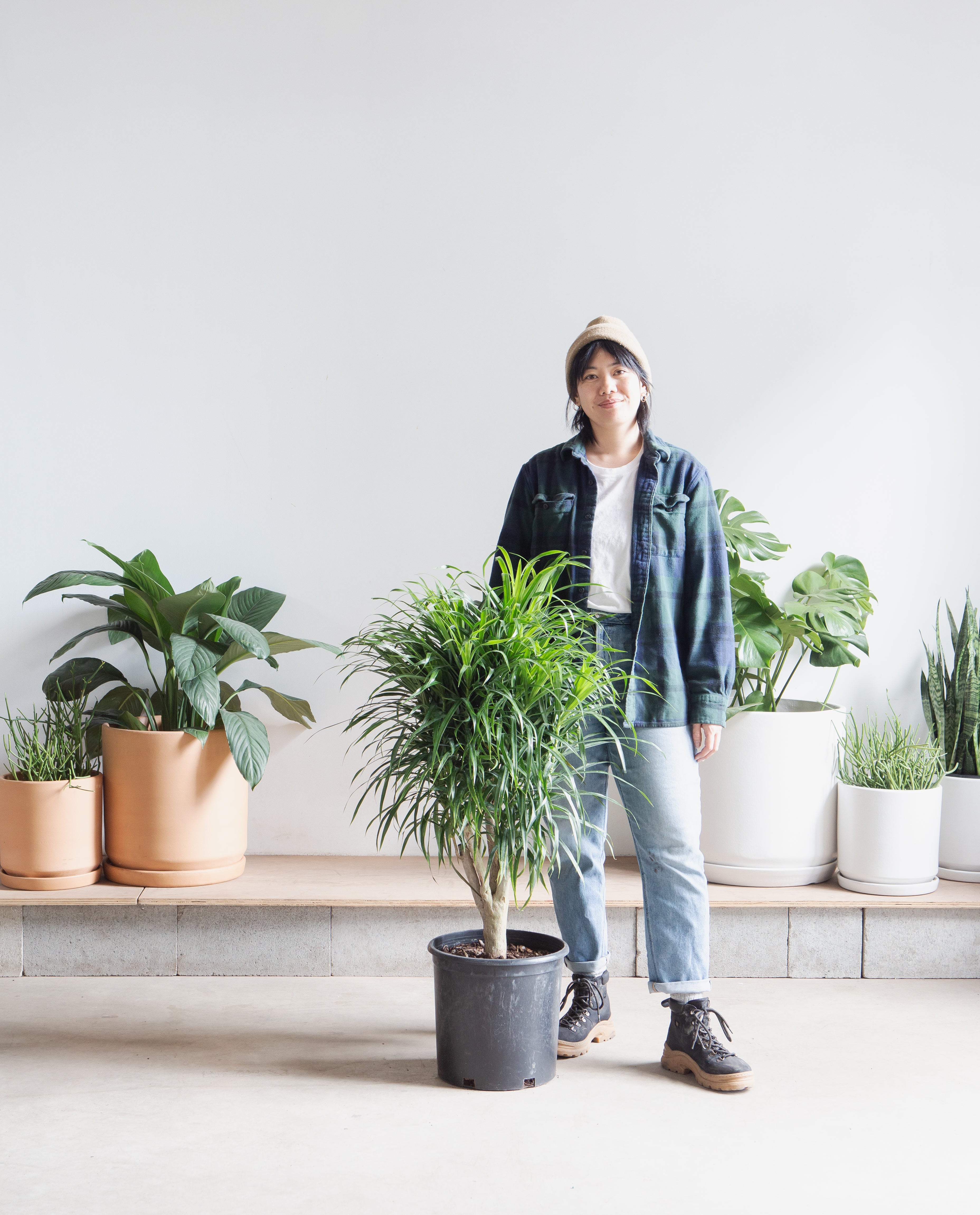 Variegated Medusa Stump: Dracaena reflexa 'Anita' - 10 inch pot - 3 foot tall