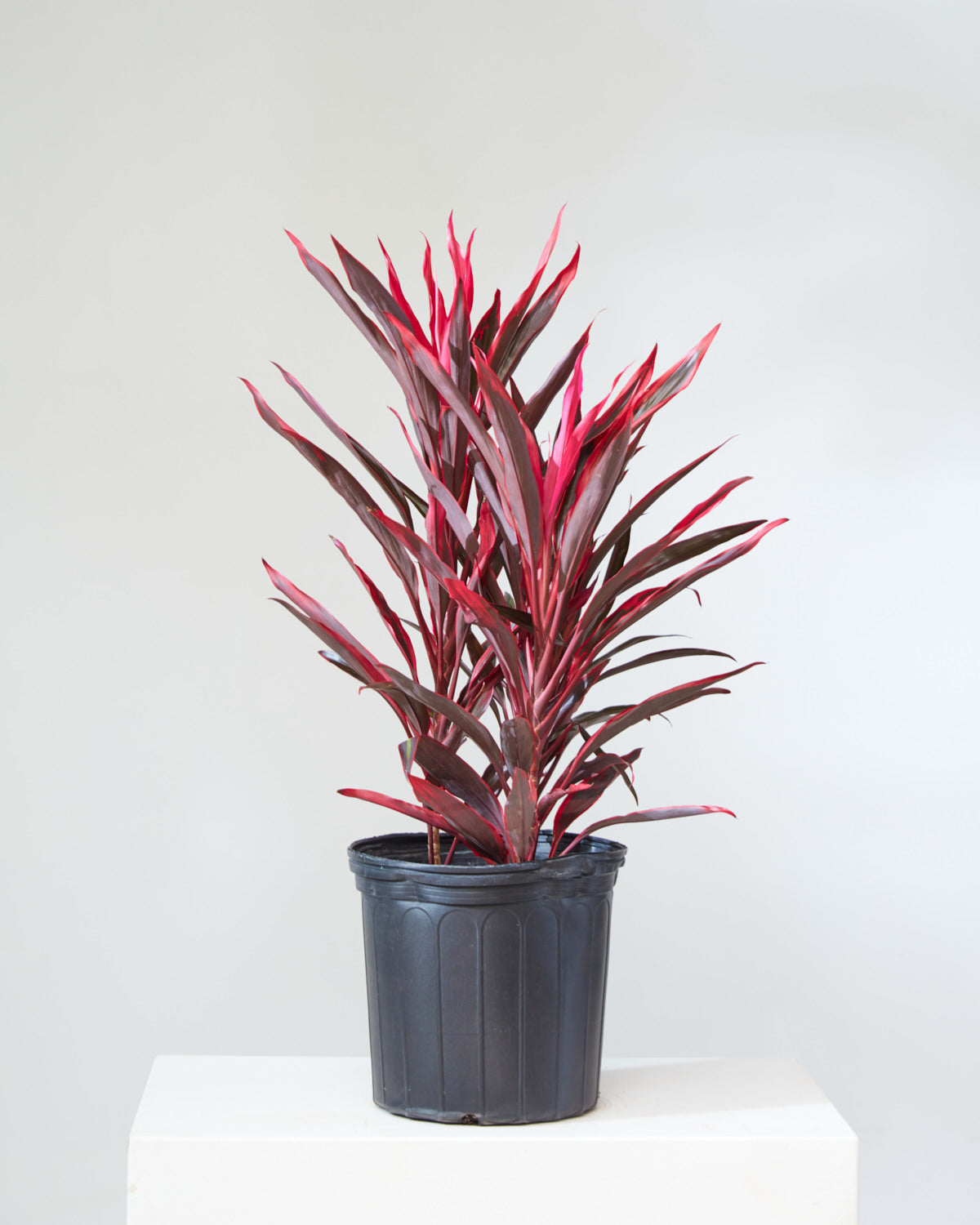 CORDYLINE 'RED SENSATION' 12" Grower Pot