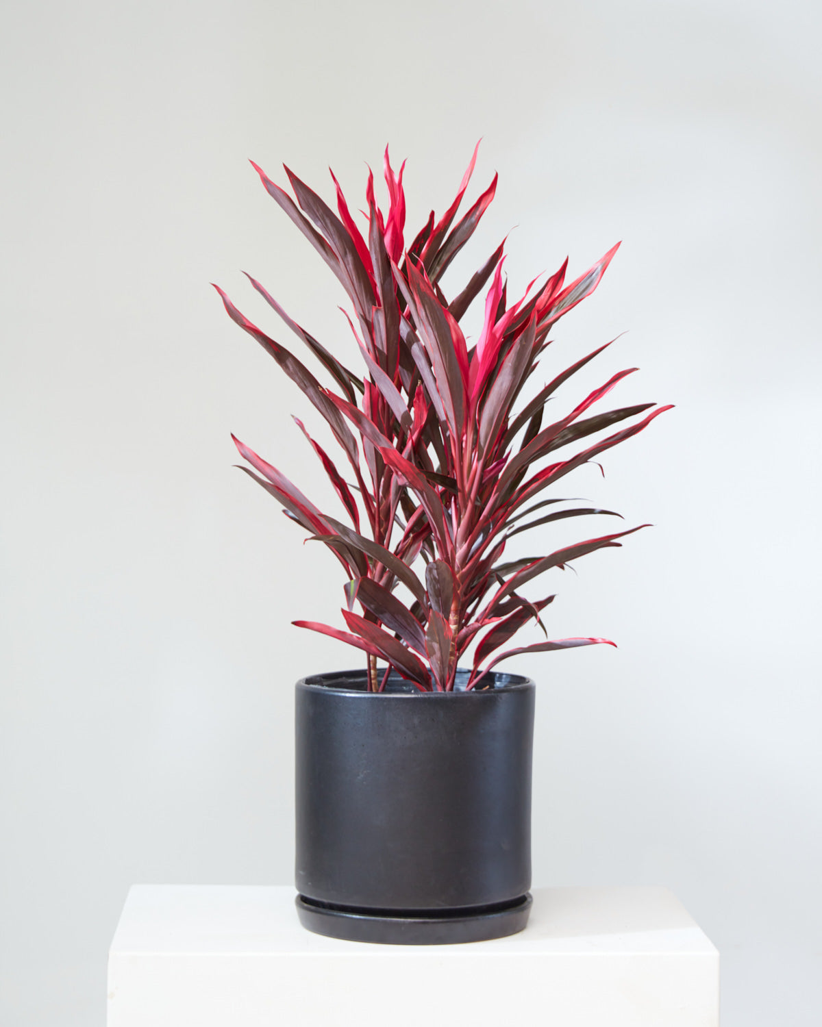 CORDYLINE 'RED SENSATION' 12" Grower Pot