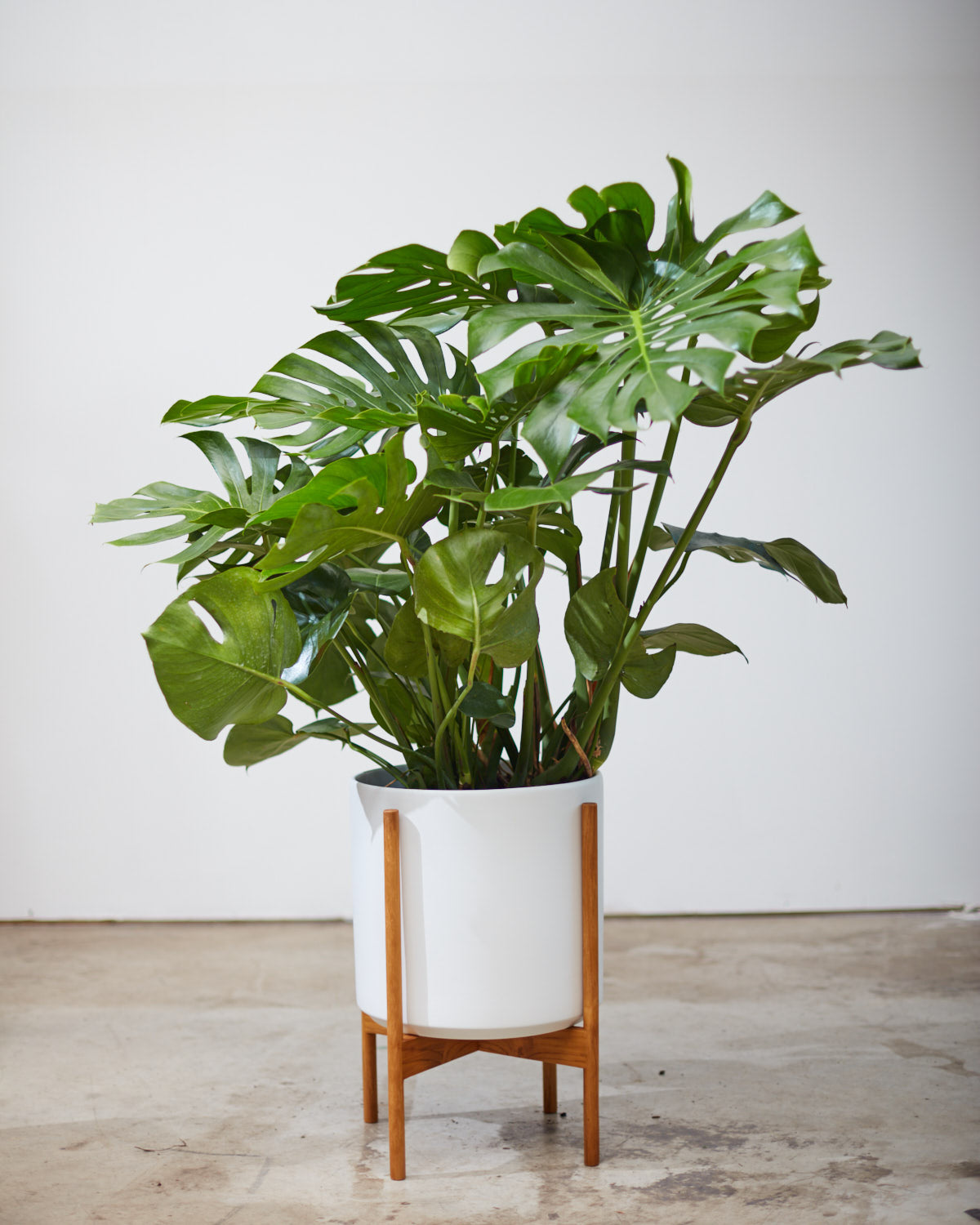 Swiss Cheese Plant: Monstera deliciosa - 12 inch pot - 2-3 foot tall