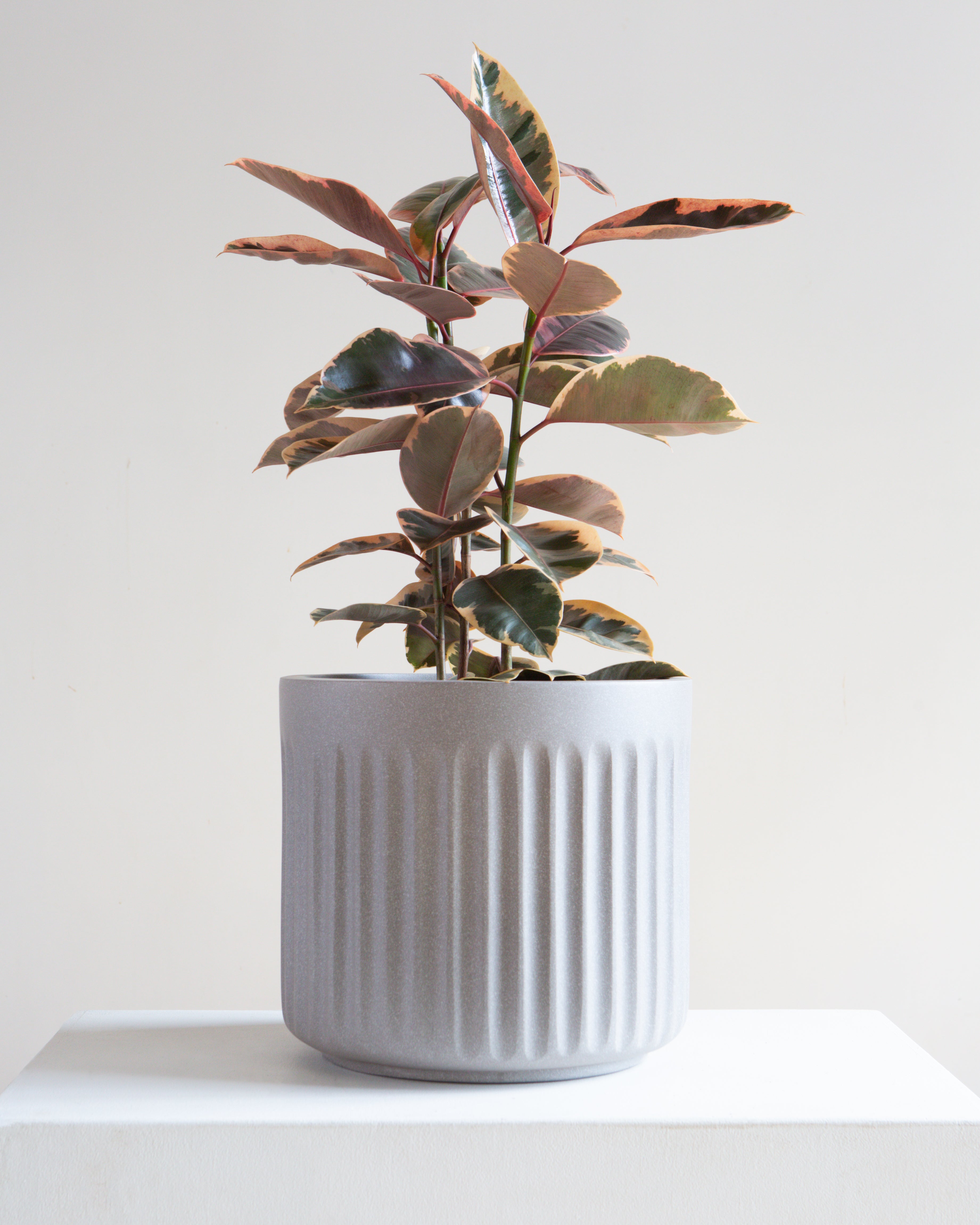 Doric Planter | 10-12 inch Nursery Pot