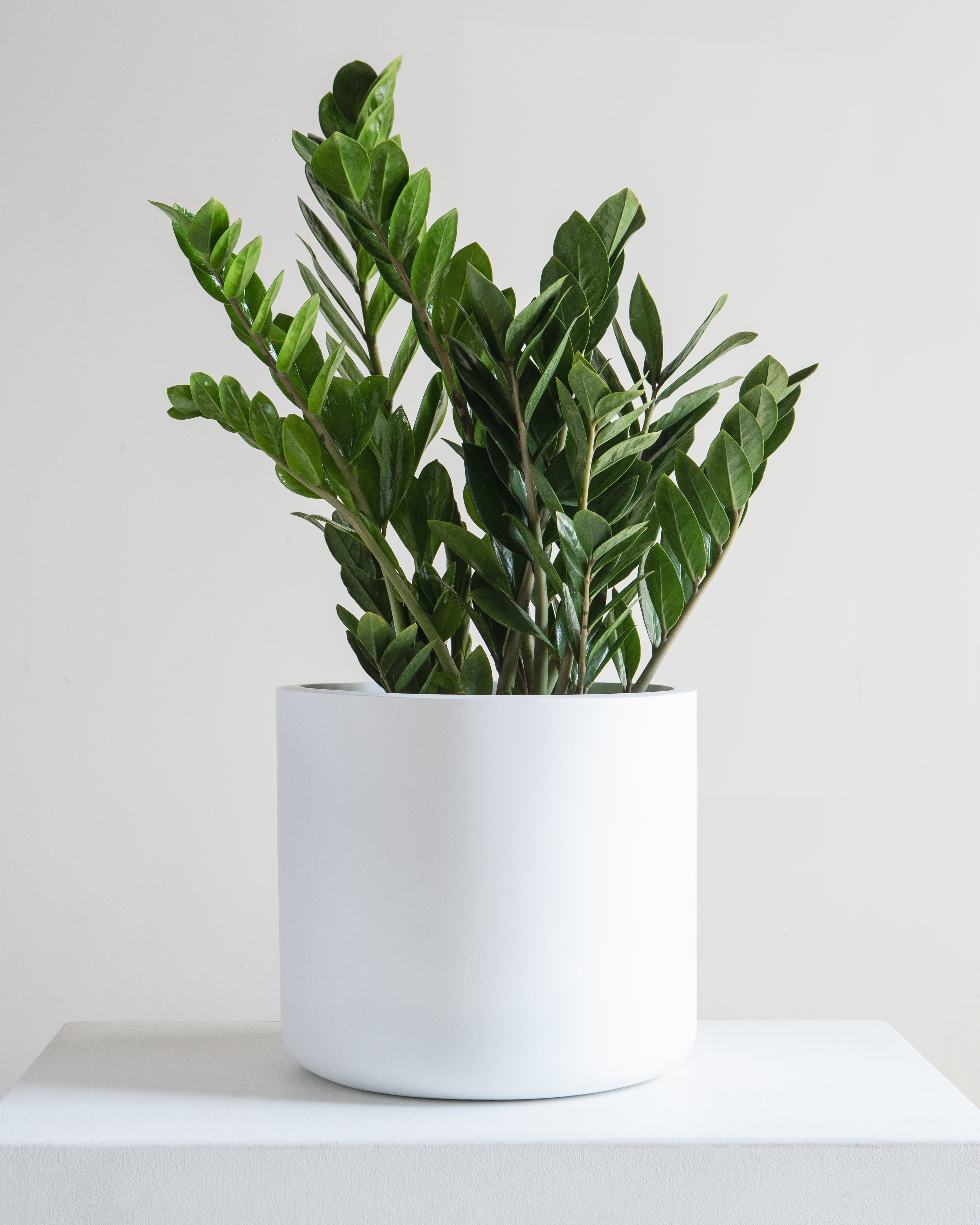 Cylindrico Planter | 10 inch Nursery Pot