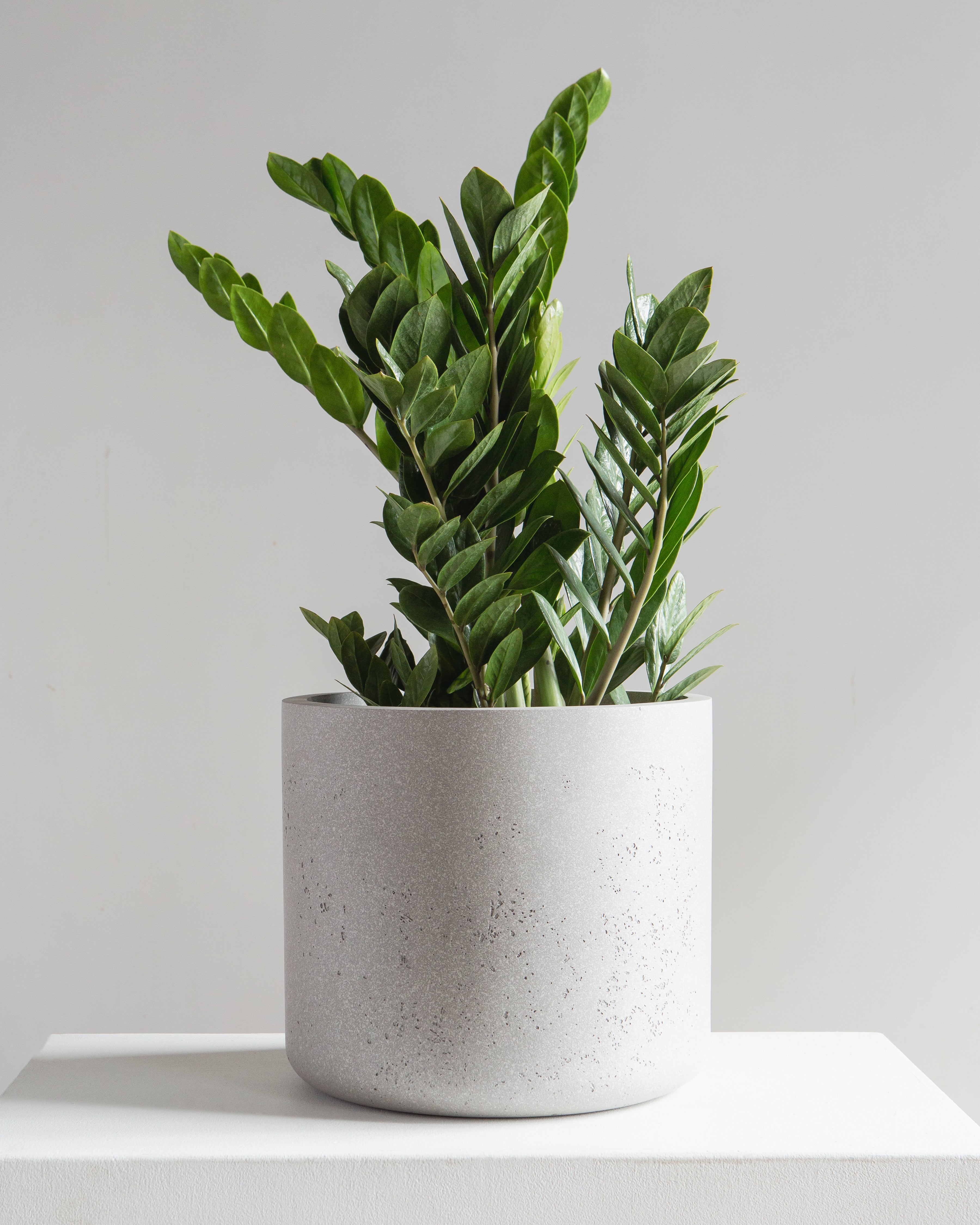 Cylindrico Planter | 10 inch Nursery Pot