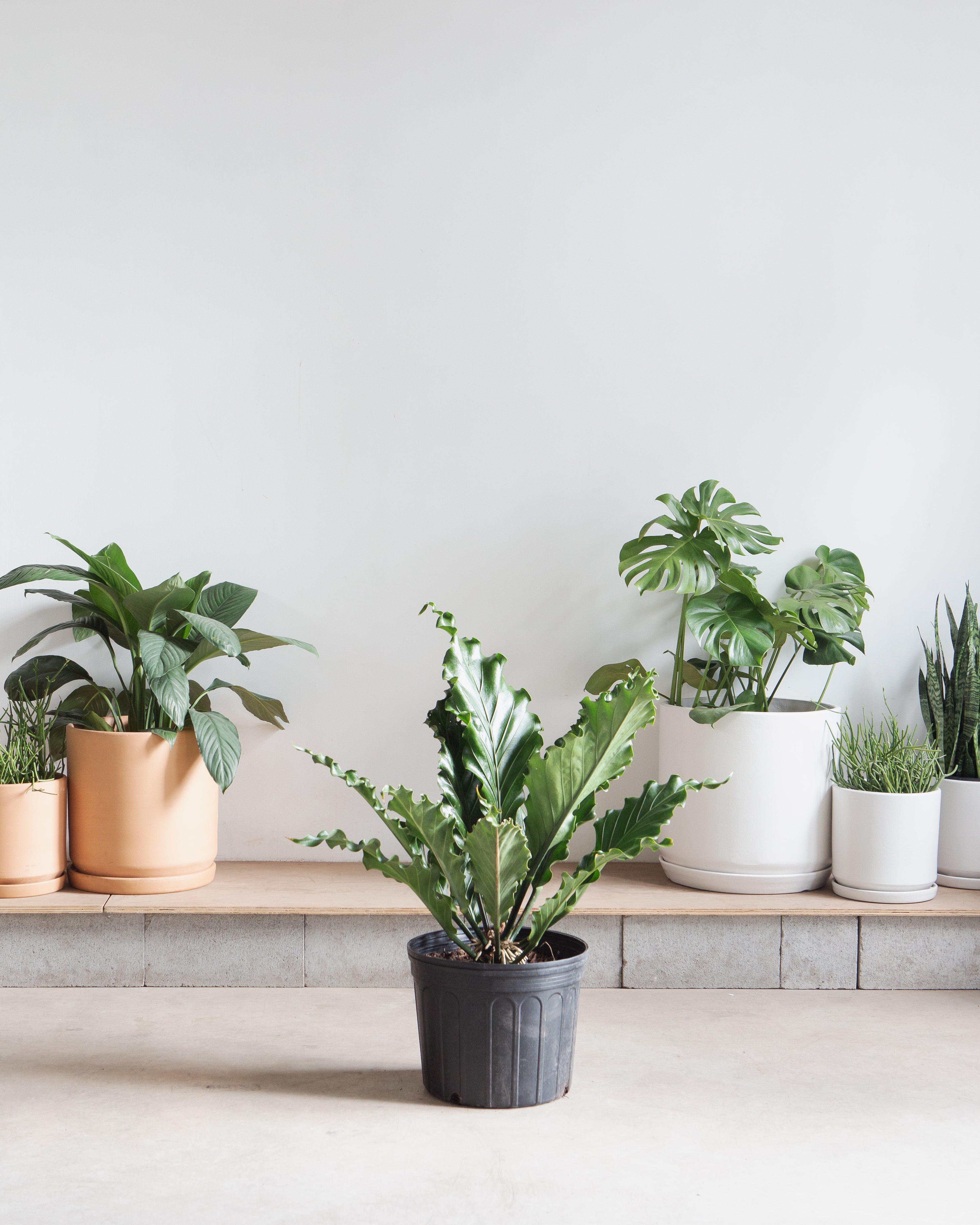 ANTHURIUM PLOWMANII 'FRUFFLES' 14 " Grower Pot