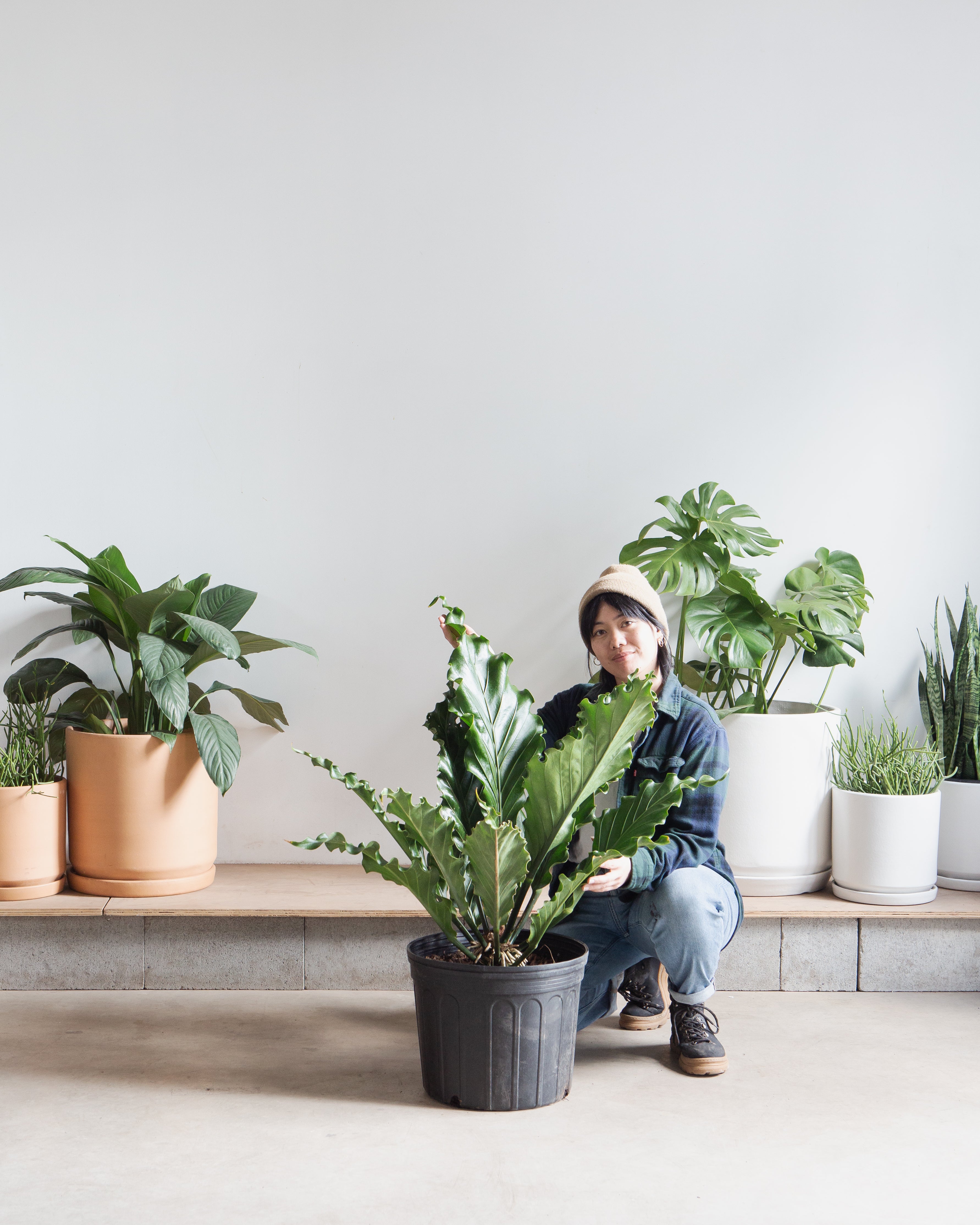 ANTHURIUM PLOWMANII 'FRUFFLES' 14 " Grower Pot