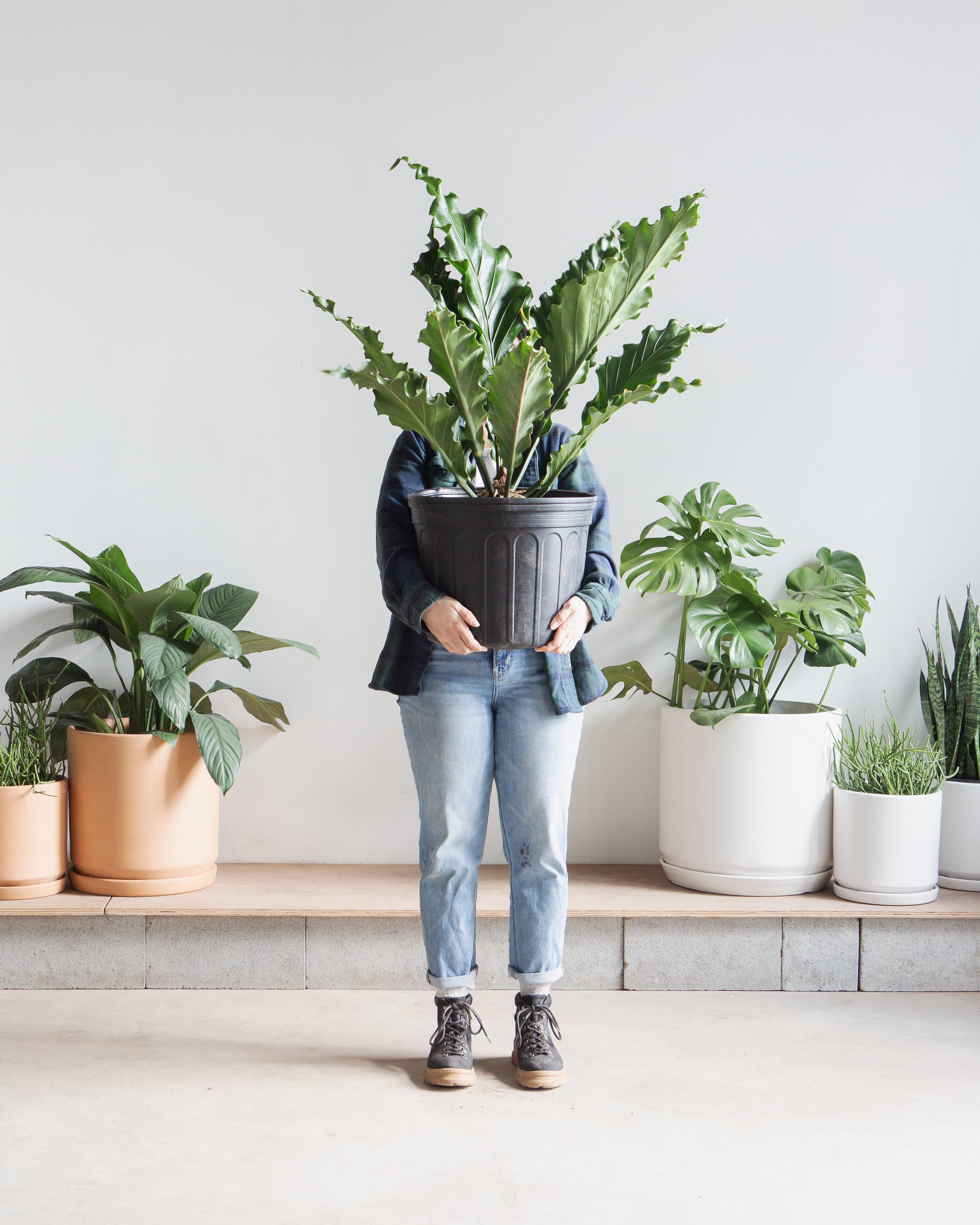 ANTHURIUM PLOWMANII 'FRUFFLES' 14 " Grower Pot