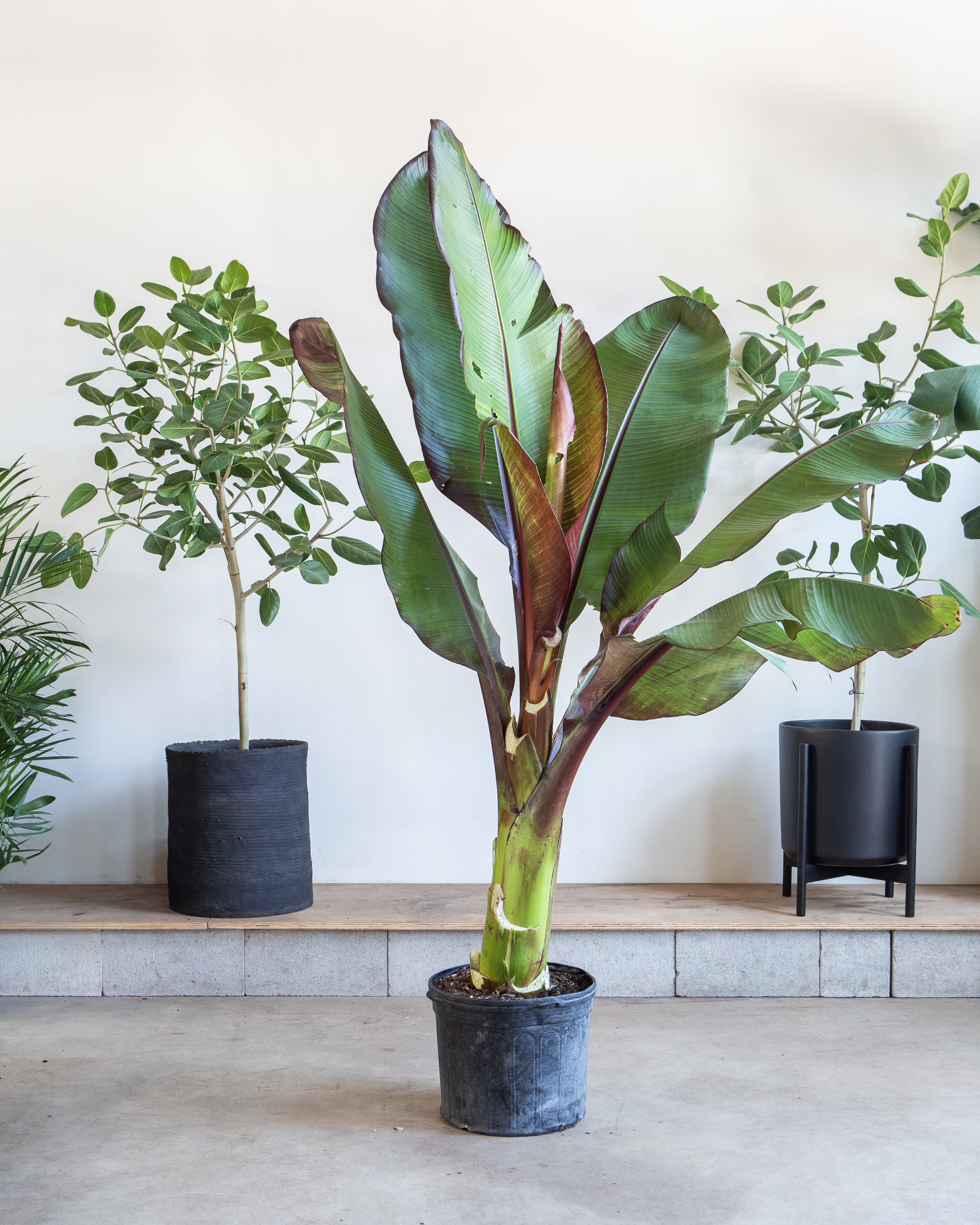 BANANA PLANT 'RED ABSYNNIAN' 14 Inch. Grower Pot (6.5' tall)