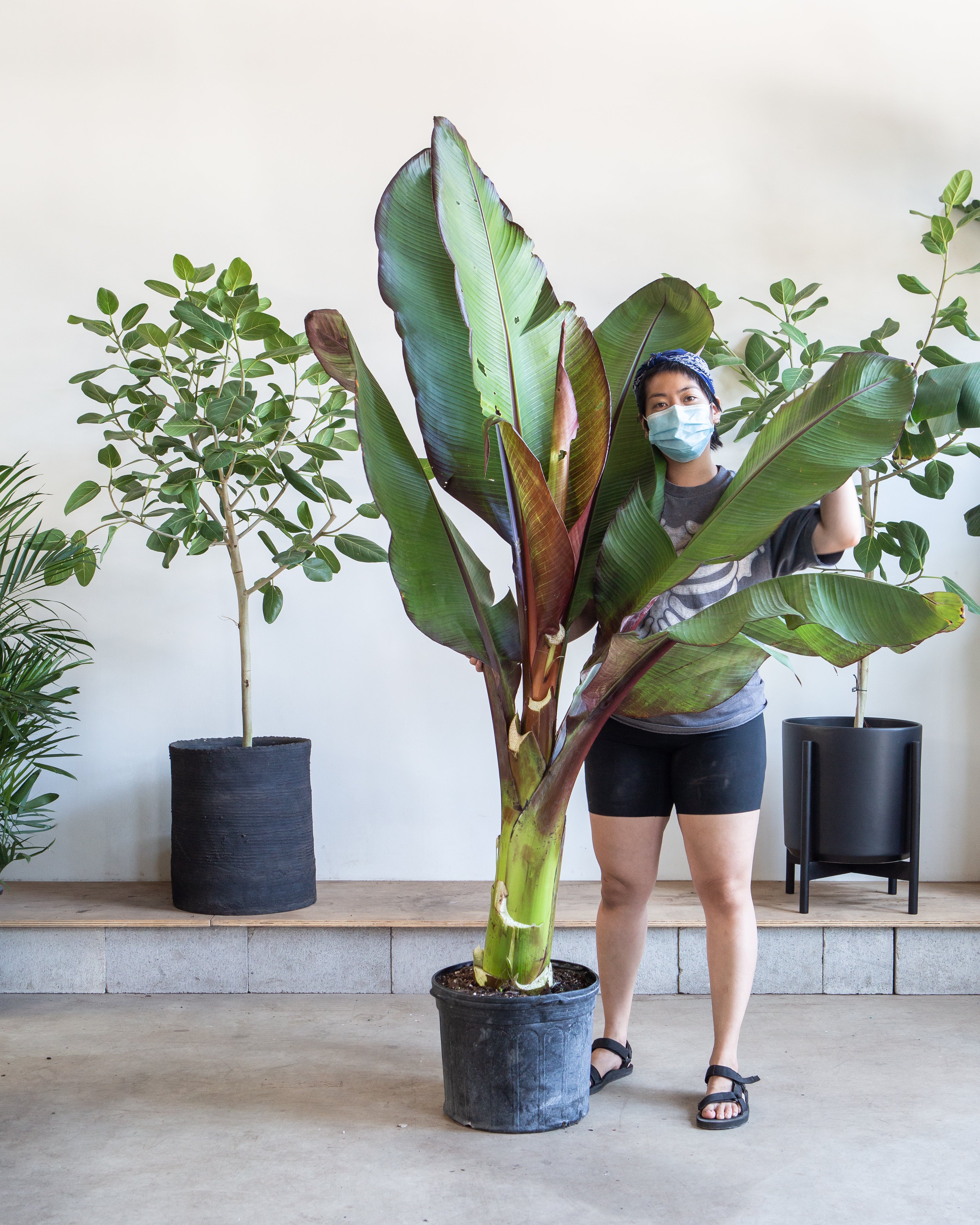 BANANA PLANT 'RED ABSYNNIAN' 14 Inch. Grower Pot (6.5' tall)