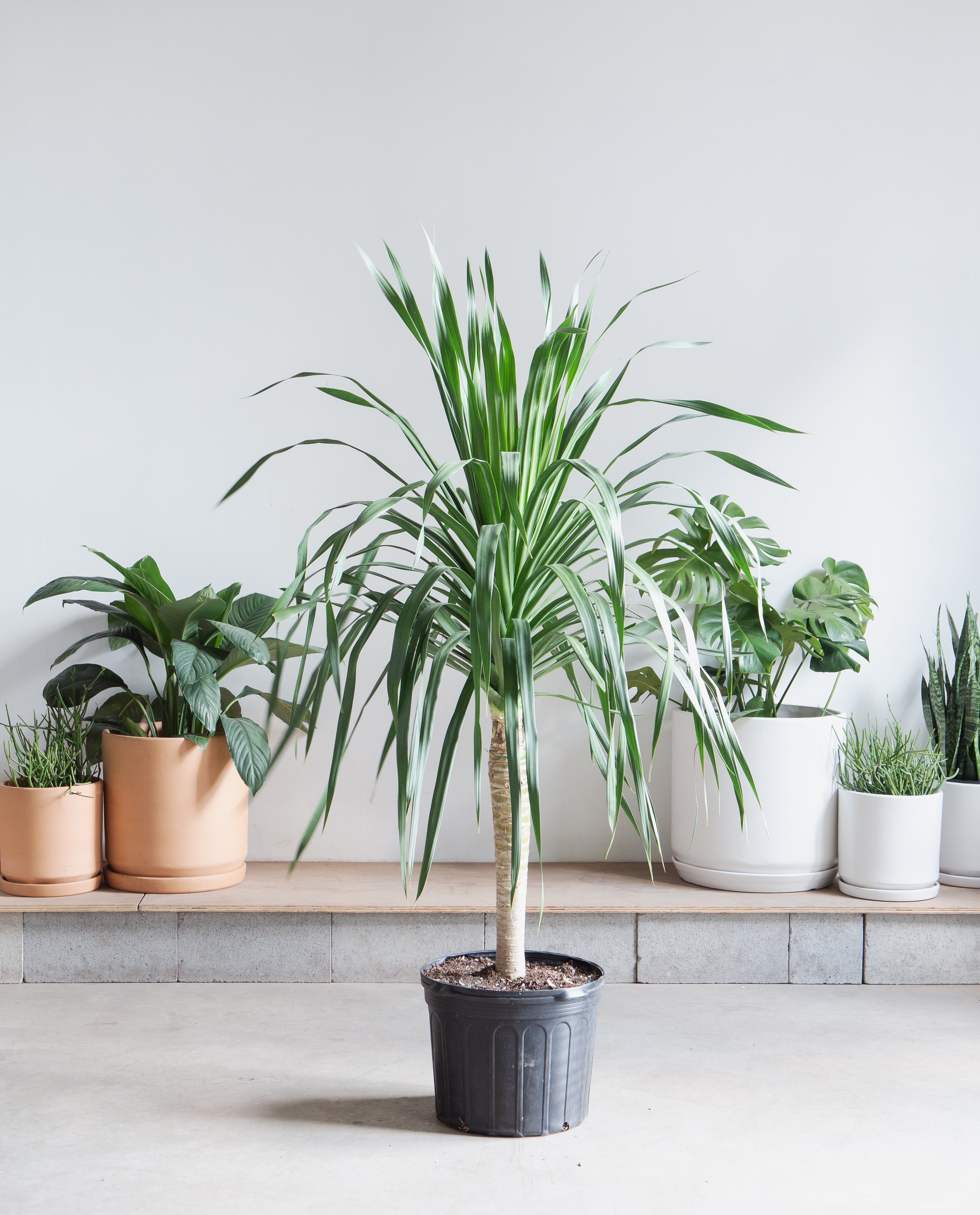 Dracaena Tree: Dracaena arborea - 14 inch pot - 4-6 foot tall