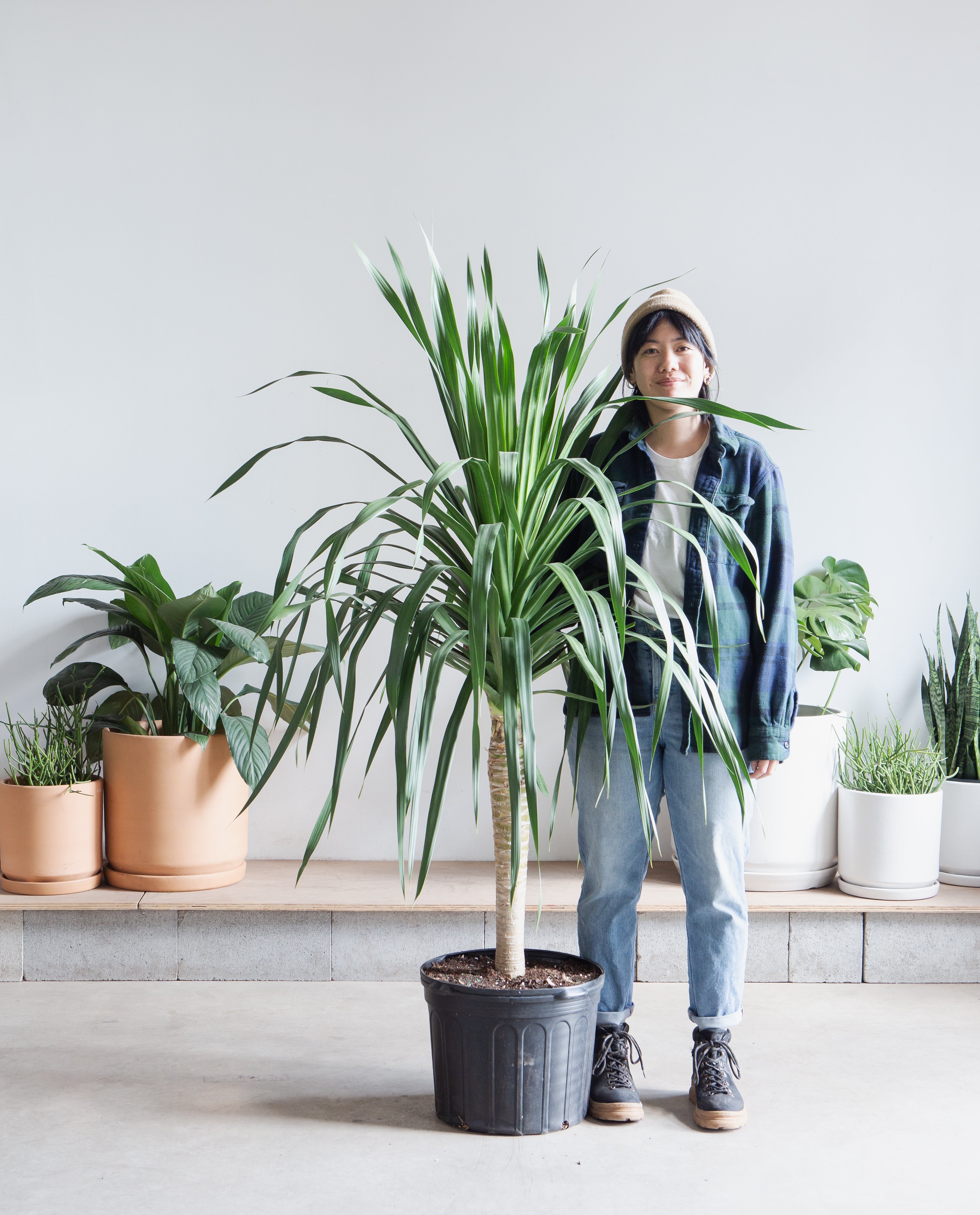 Dracaena Tree: Dracaena arborea - 14 inch pot - 4-6 foot tall