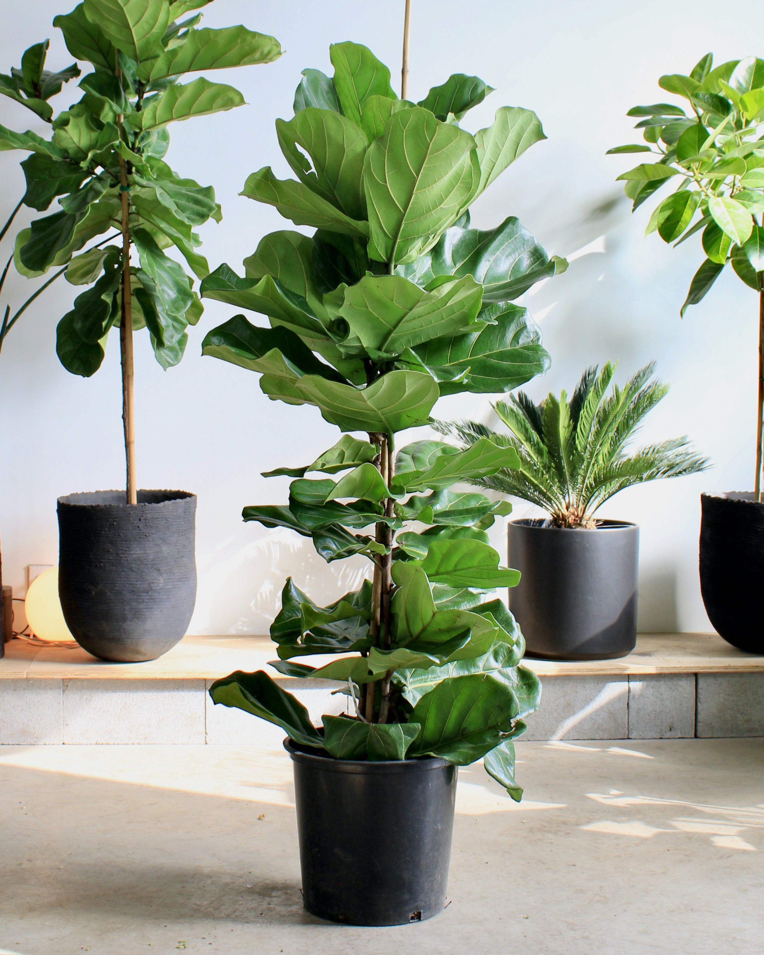 fiddle leaf fig black pot FIDDLE-LEAF FIG (FICUS LYRATA COLUMN) 14 Inch. Grower Pot (5-6' tall) – Dynasty Plants