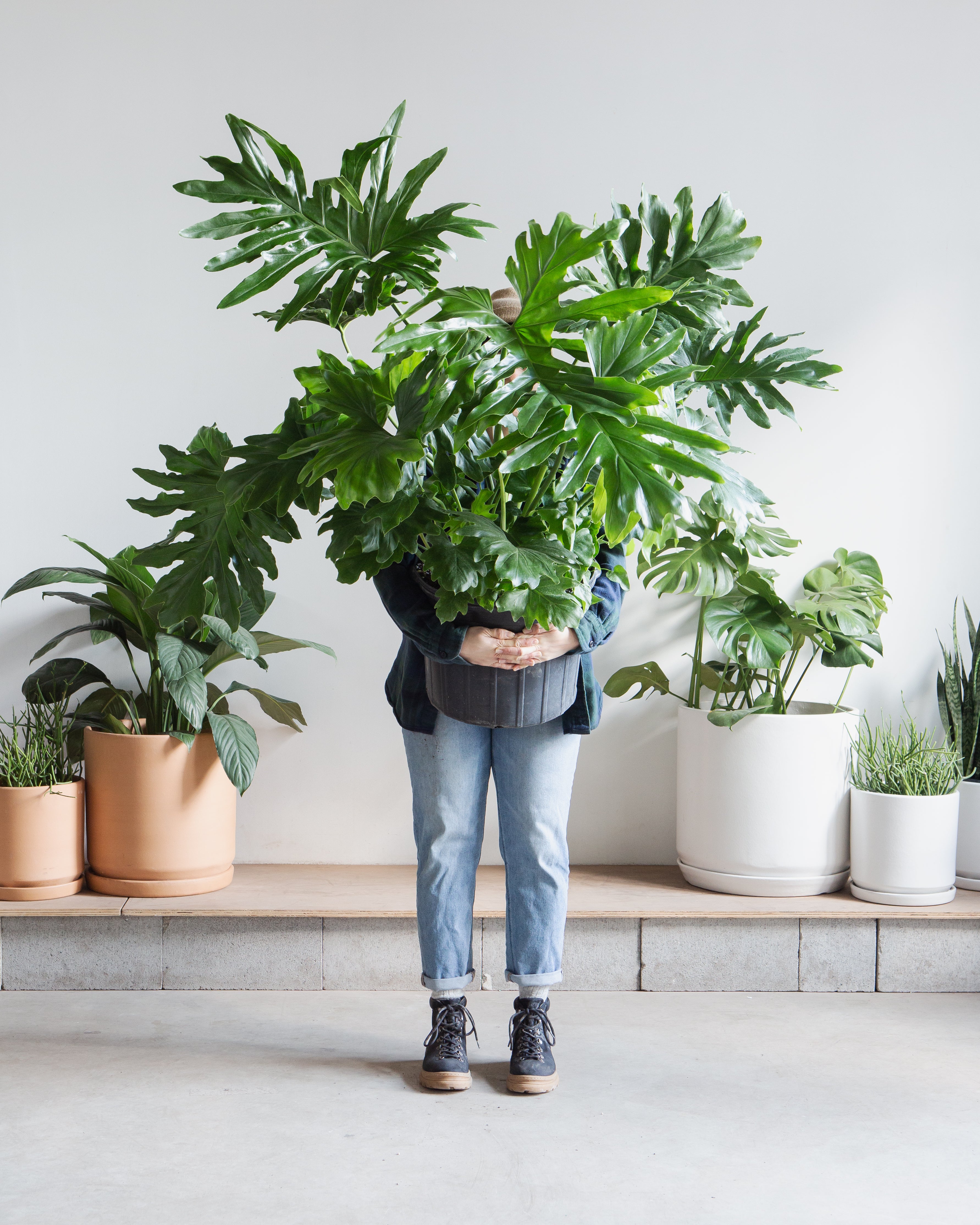 Hope Selloum: Philodendron bipinnatifidum - 14 inch pot