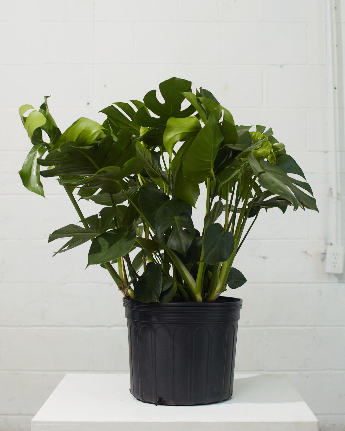Swiss Cheese Plant: Monstera deliciosa - 14 inch pot - 3-4 foot tall