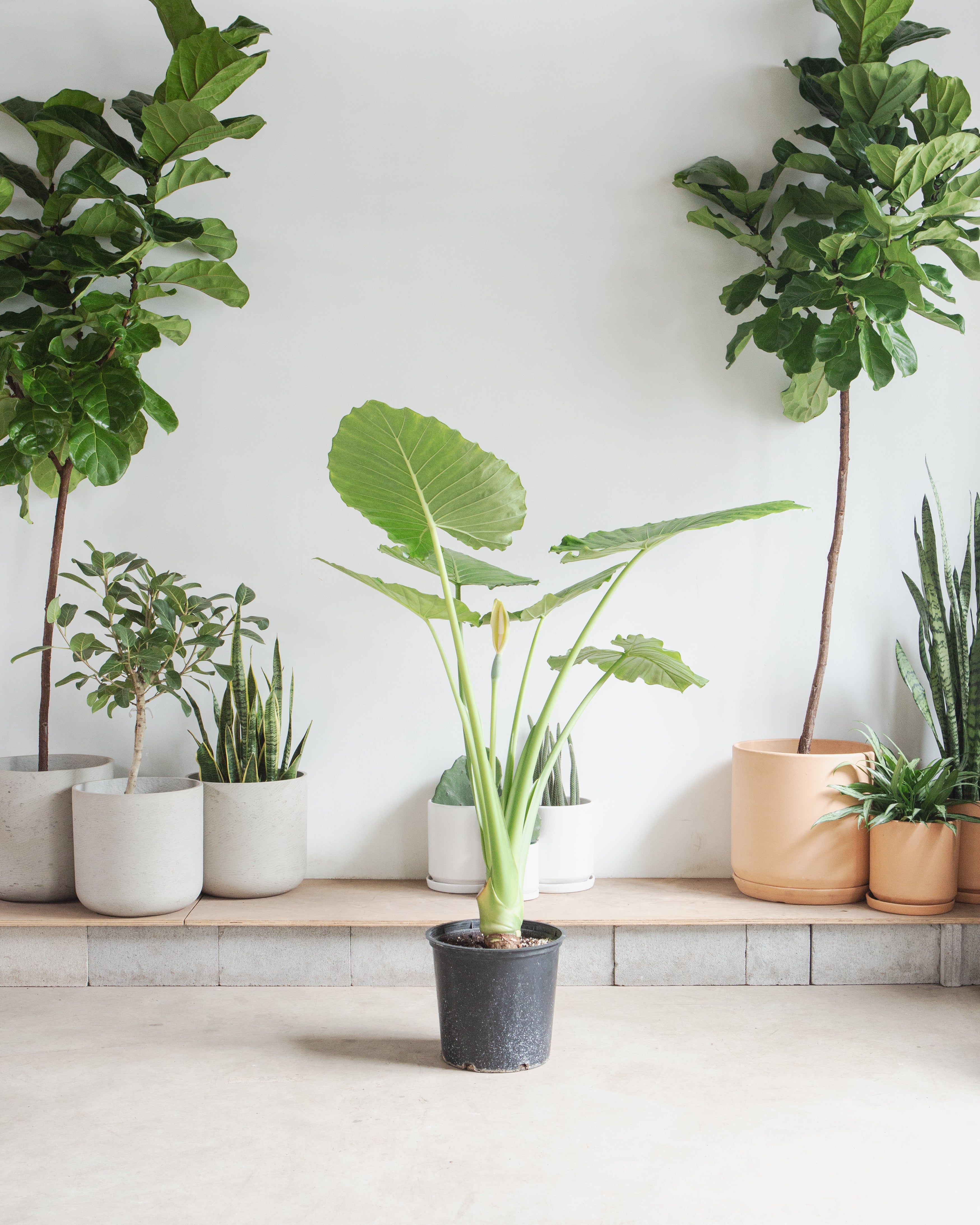 ALOCASIA 'CALIFORNIA' 14 " Grower Pot