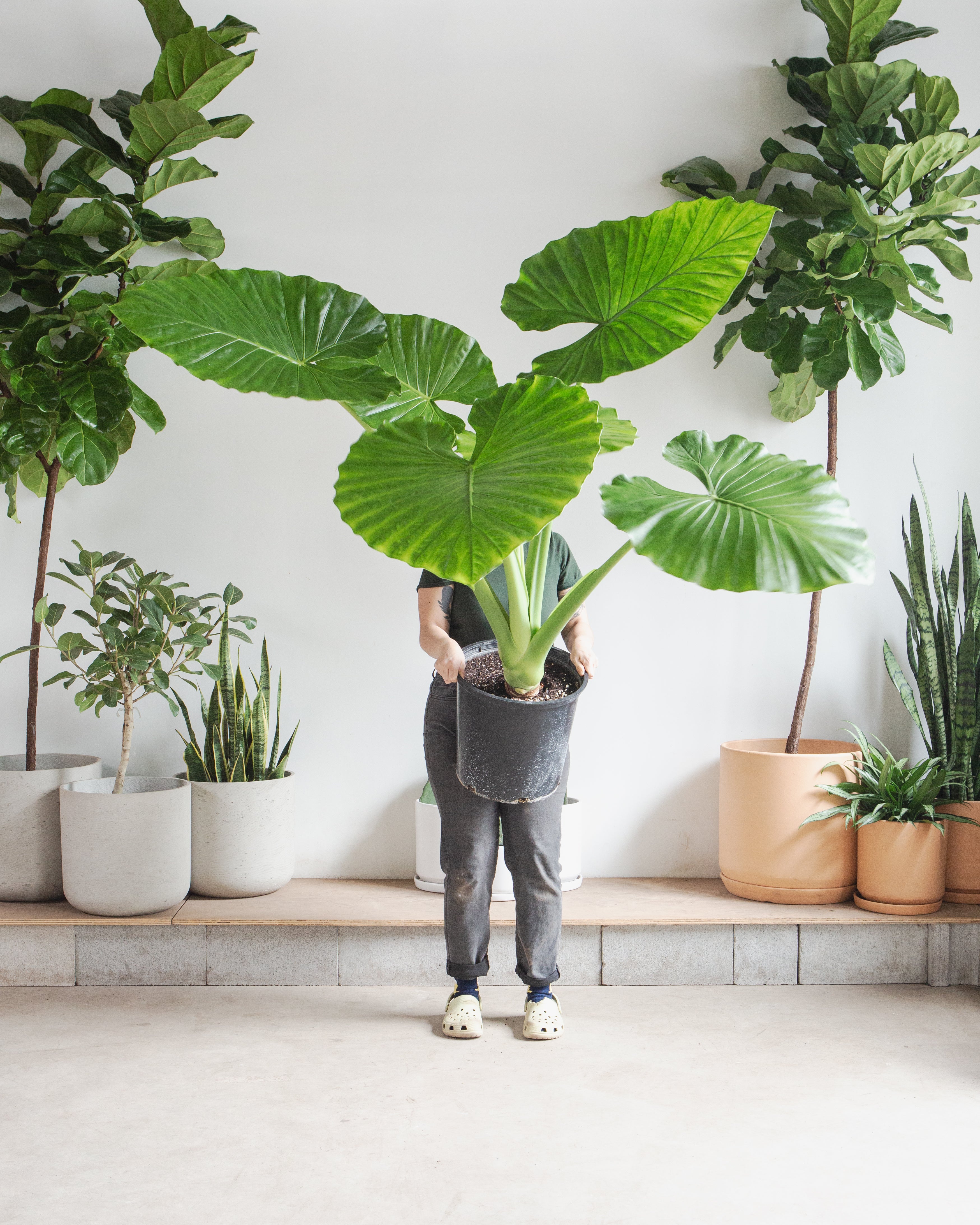 california indoor plants ALOCASIA 'CALIFORNIA' 14 " Grower Pot – Dynasty Plants