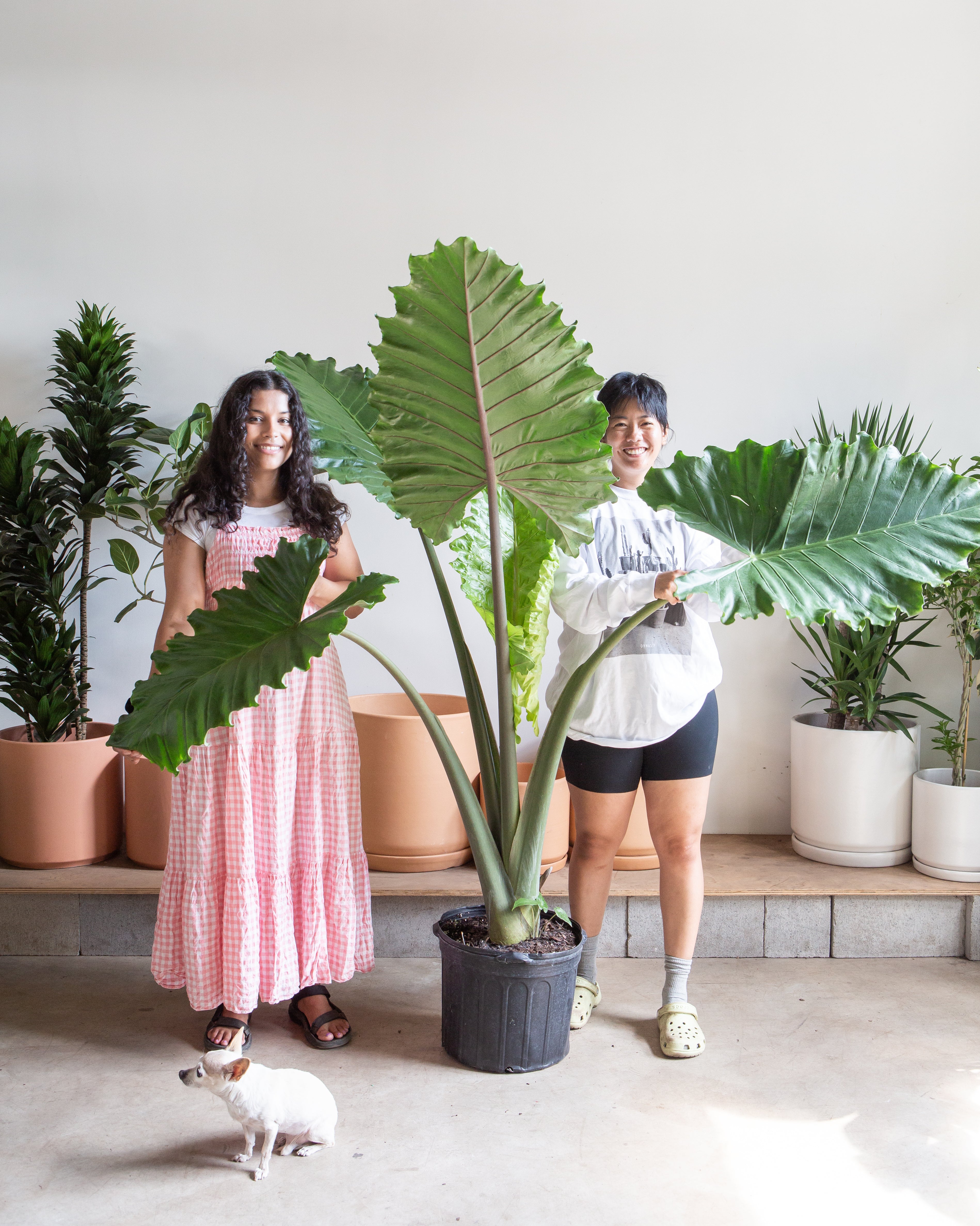 ALOCASIA 'PORTORA' 14 Inch. Grower Pot (4-5' tall)