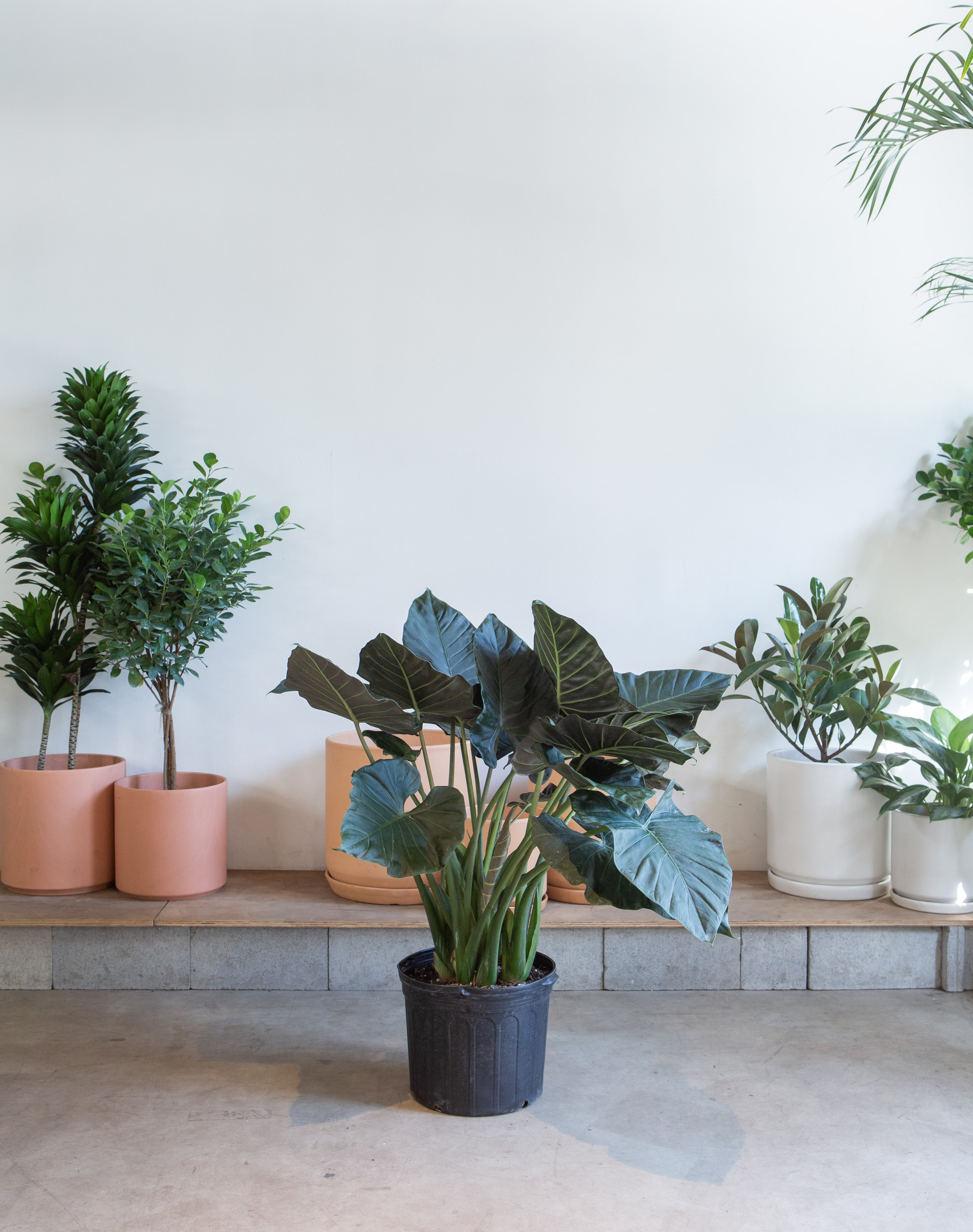 philodendron regal shield ALOCASIA 'REGAL SHIELD' 14 Inch. Grower Pot – Dynasty Plants