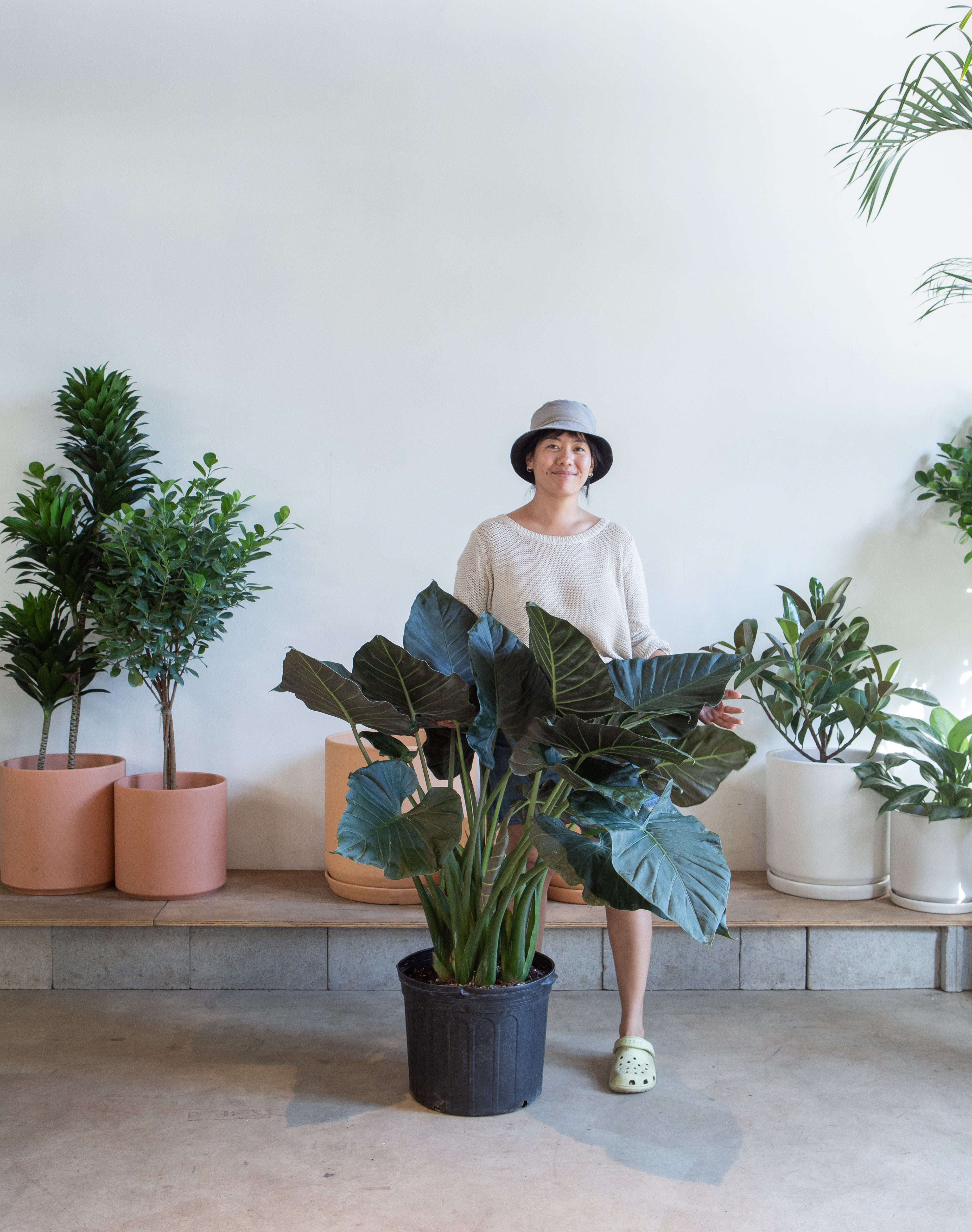 ALOCASIA 'REGAL SHIELD' 14 Inch. Grower Pot