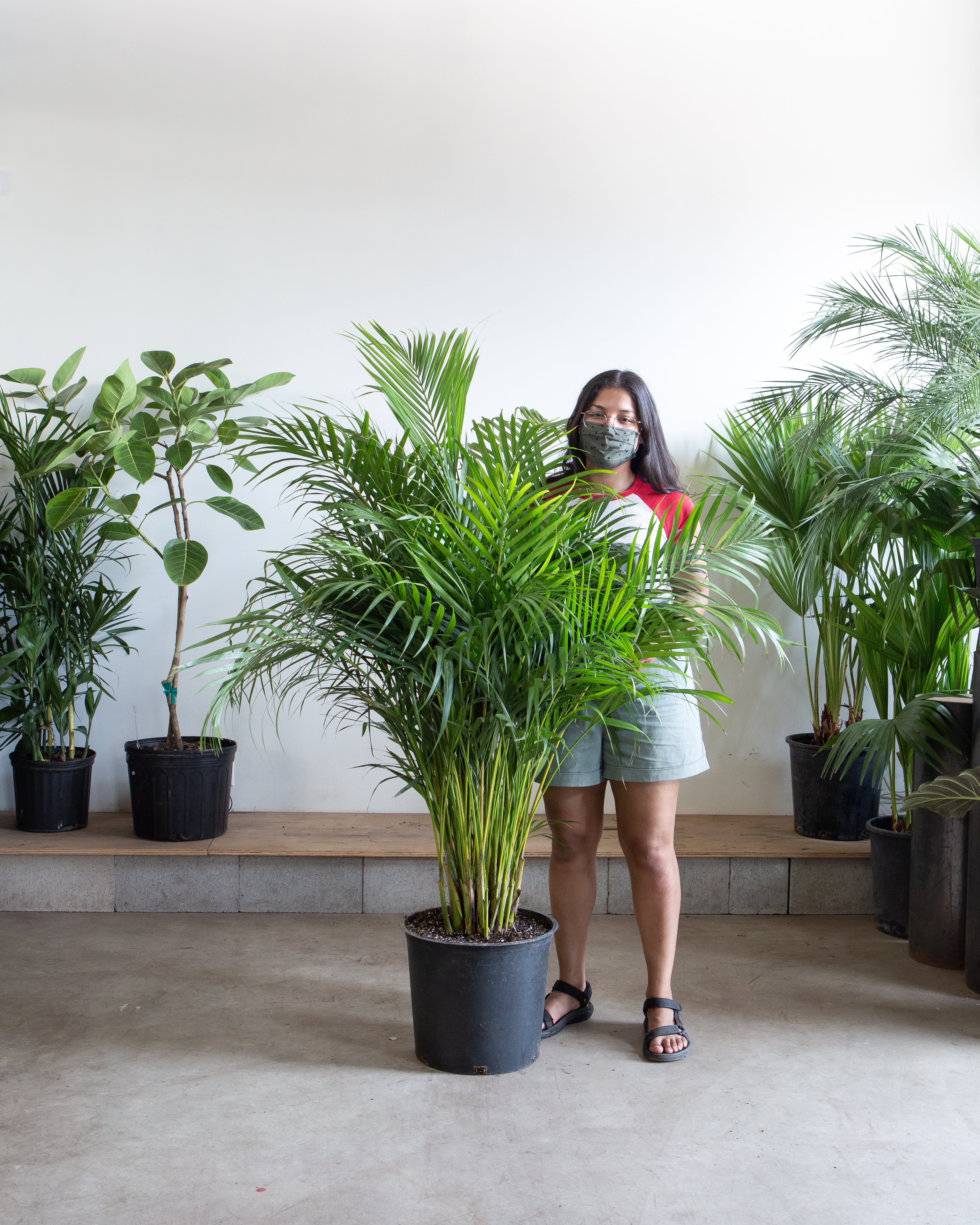 ARECA PALM 14 Inch Grower Pot