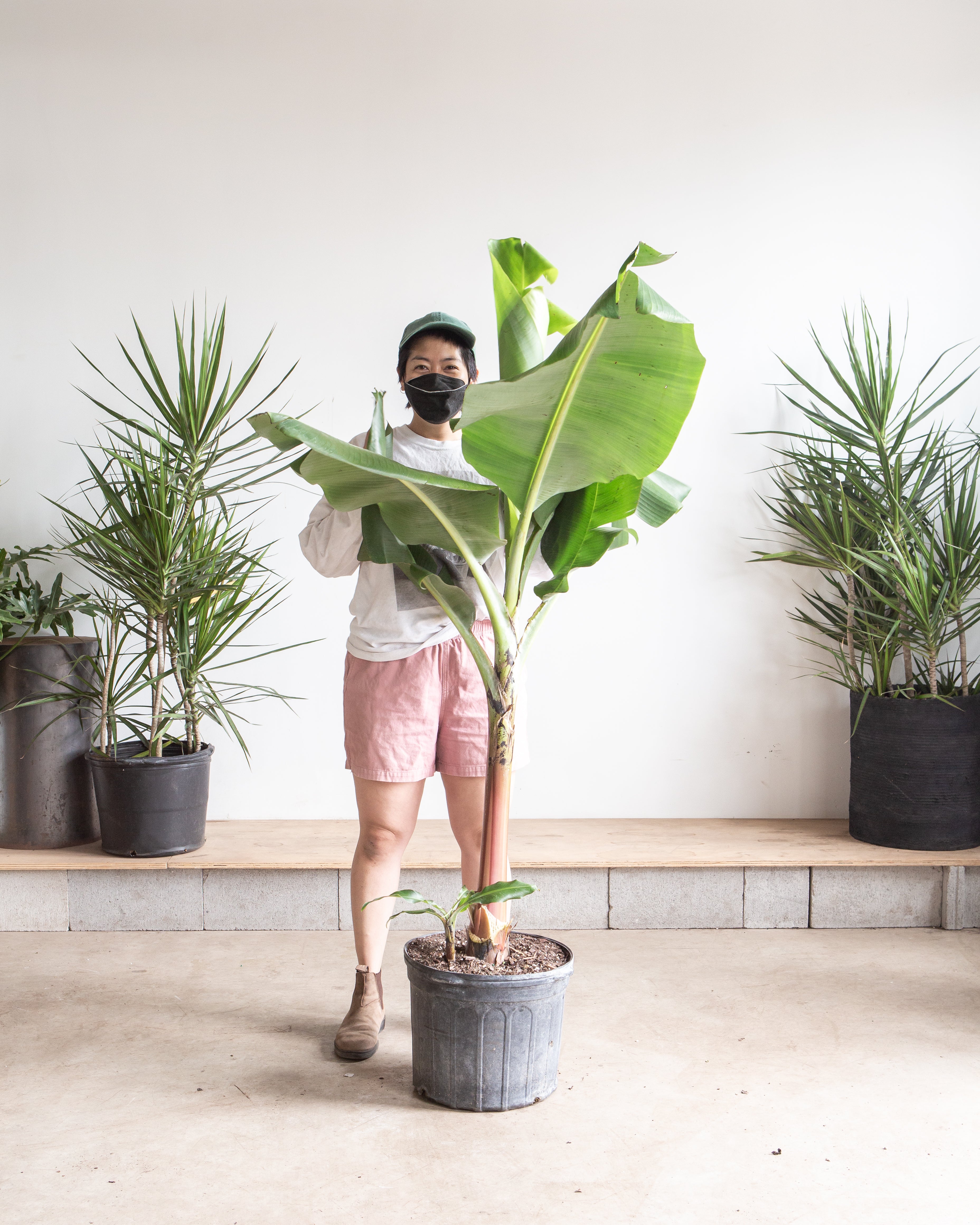 BANANA PLANT MUSA 14 Inch. Grower Pot (5' tall)