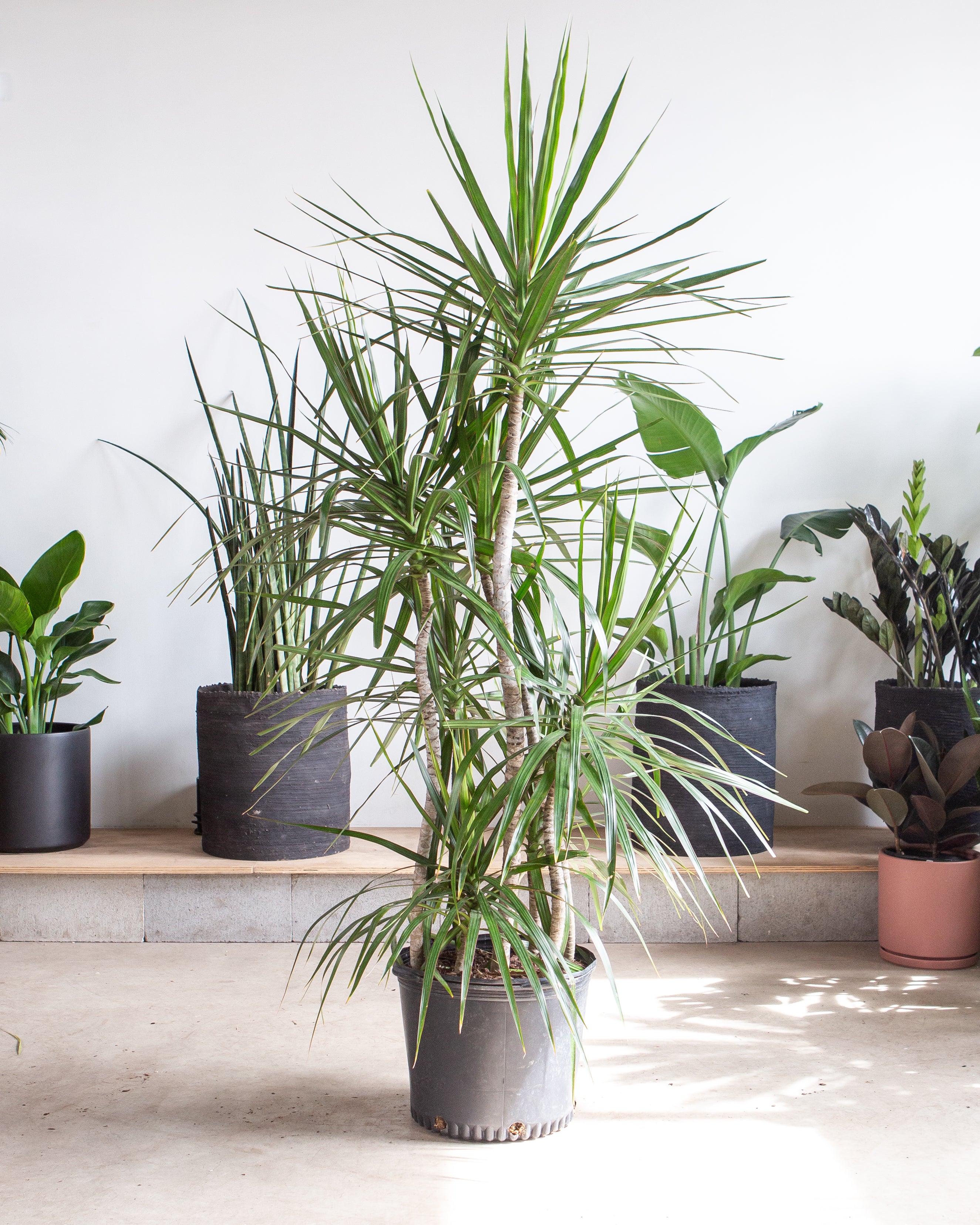 dracaena marginata substrat Staggered Dragon Tree: Dracaena marginata - 14 inch pot