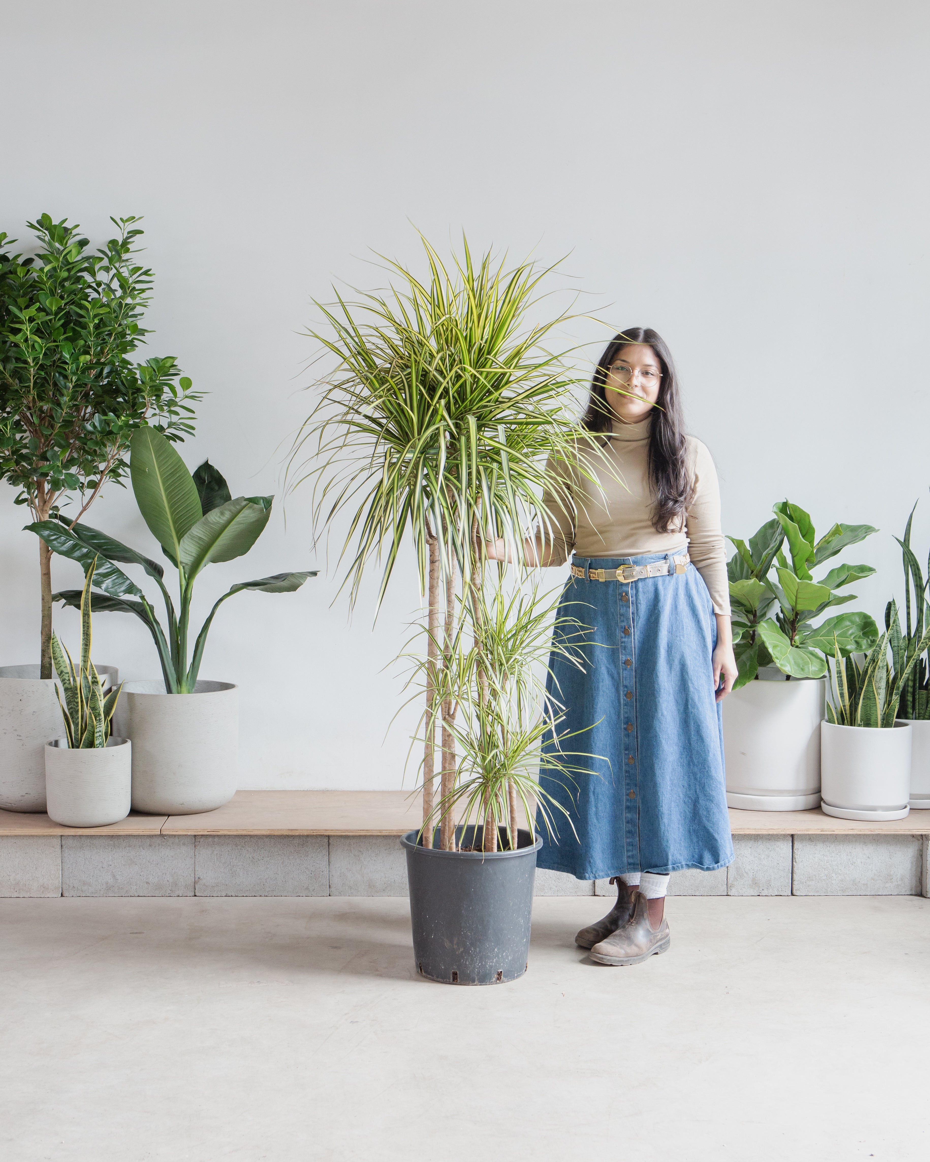 Kiwi Staggered Dragon Tree: Dracaena marginata - 14 inch pot - 6