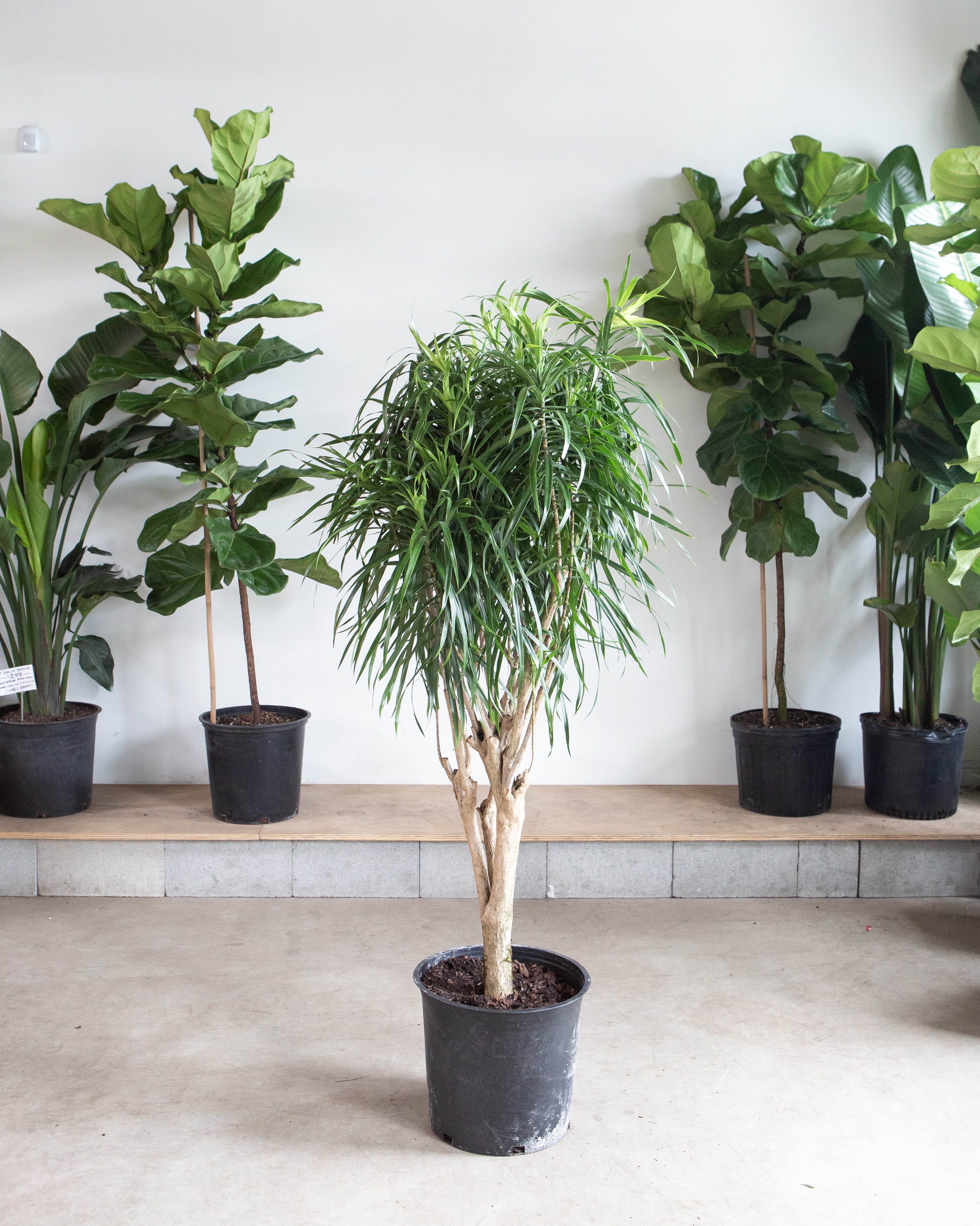 dracaena anita care Medusa Candelabra: Dracaena reflexa 'Anita' - 14 inch pot
