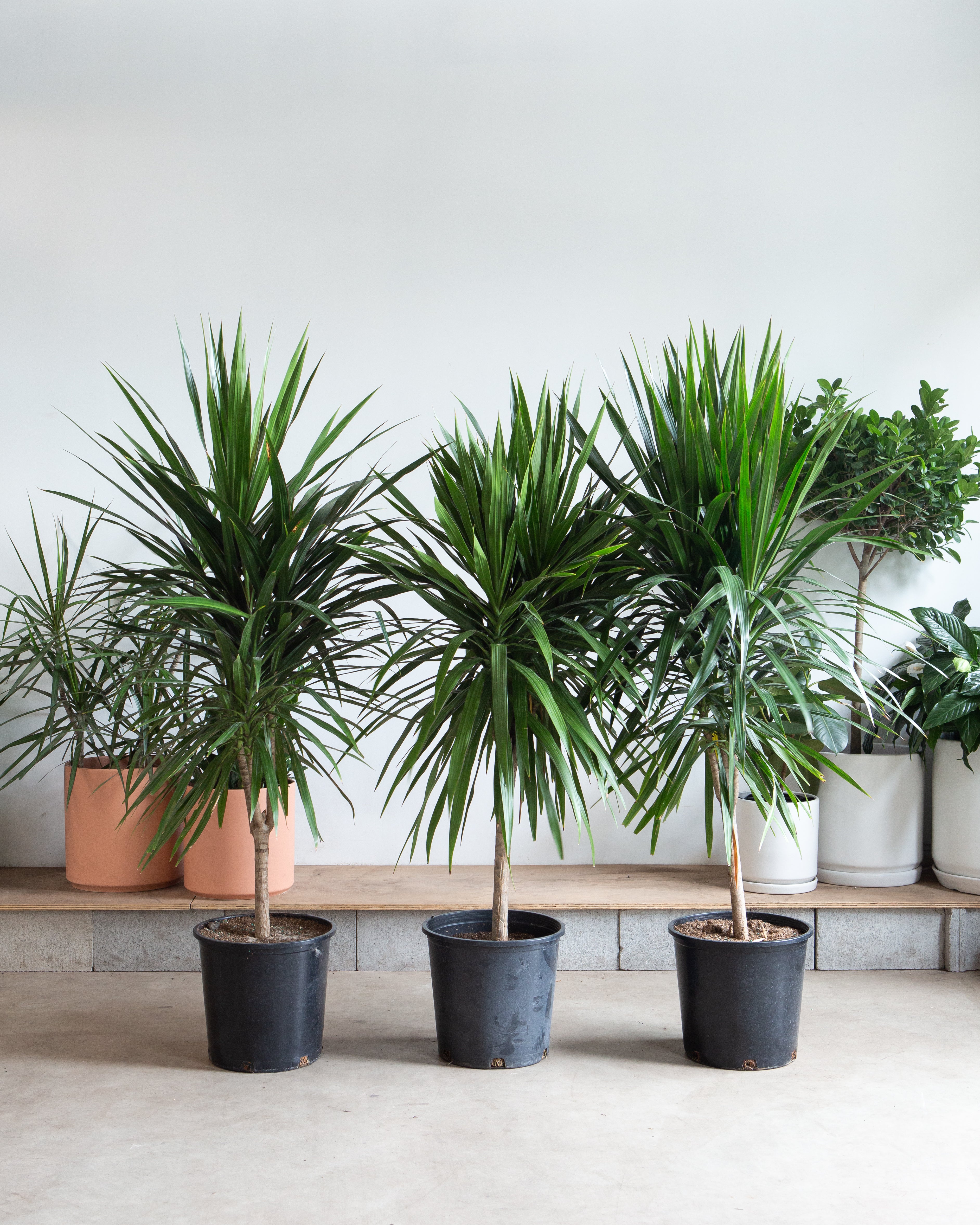 Tarzan Dragon Tree: Dracaena marginata - 14 inch pot - 5-5.5 foot tall