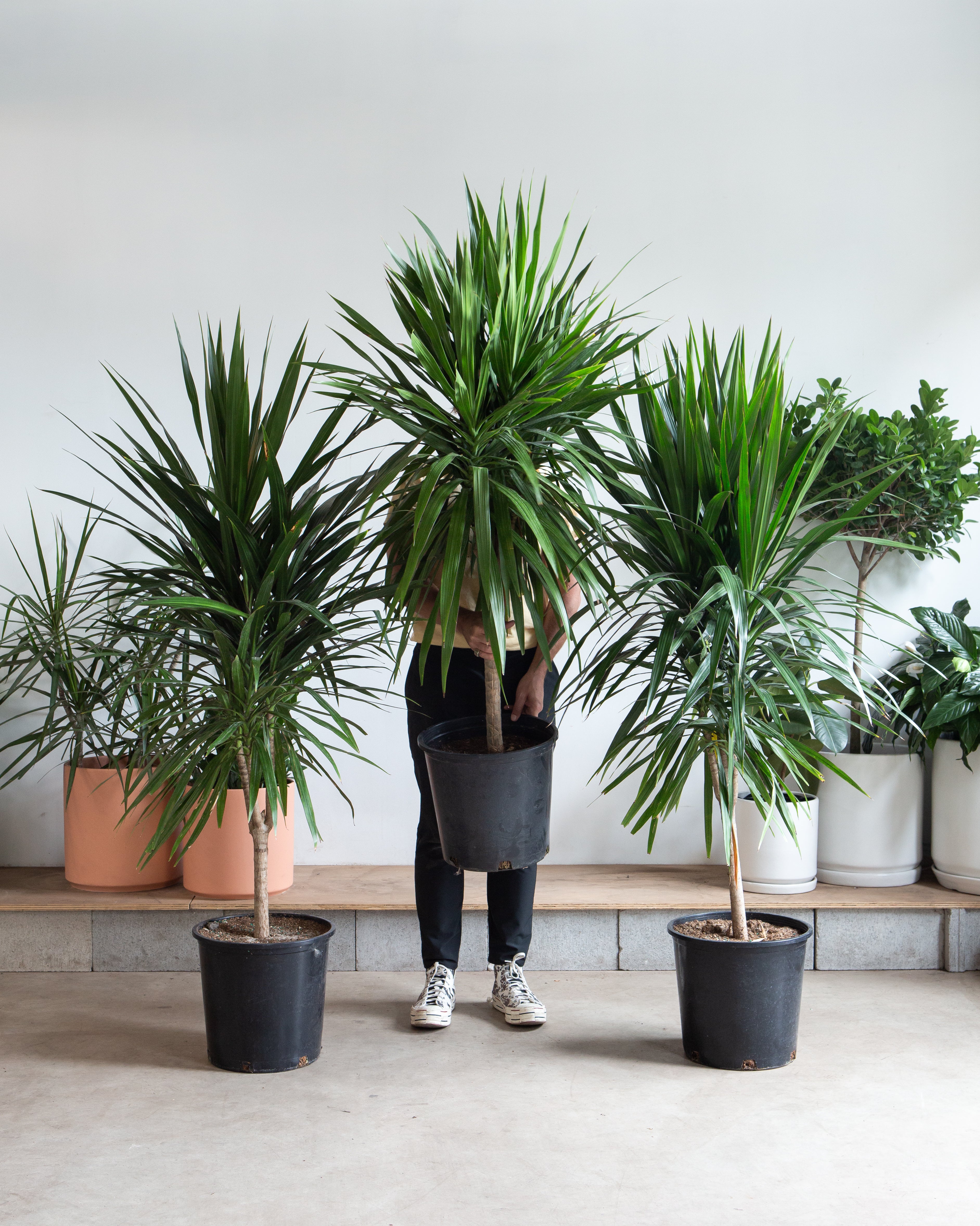 Tarzan Dragon Tree: Dracaena marginata - 14 inch pot - 5-5.5 foot tall