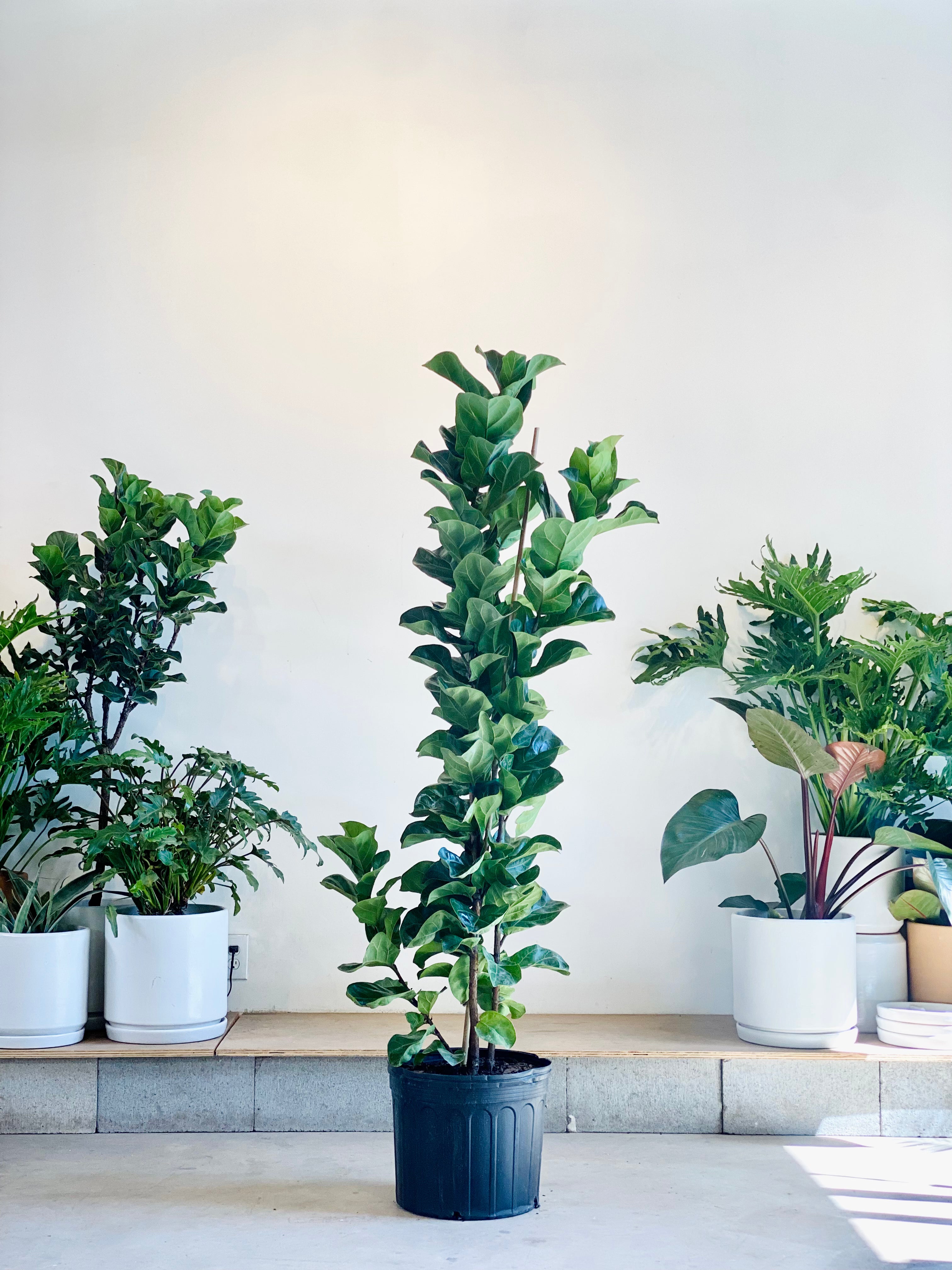 small leaf fiddle leaf fig FICUS LYRATA 'LITTLE FIDDLE' BUSH 14 Inch. (4.5-5' tall) – Dynasty Plants