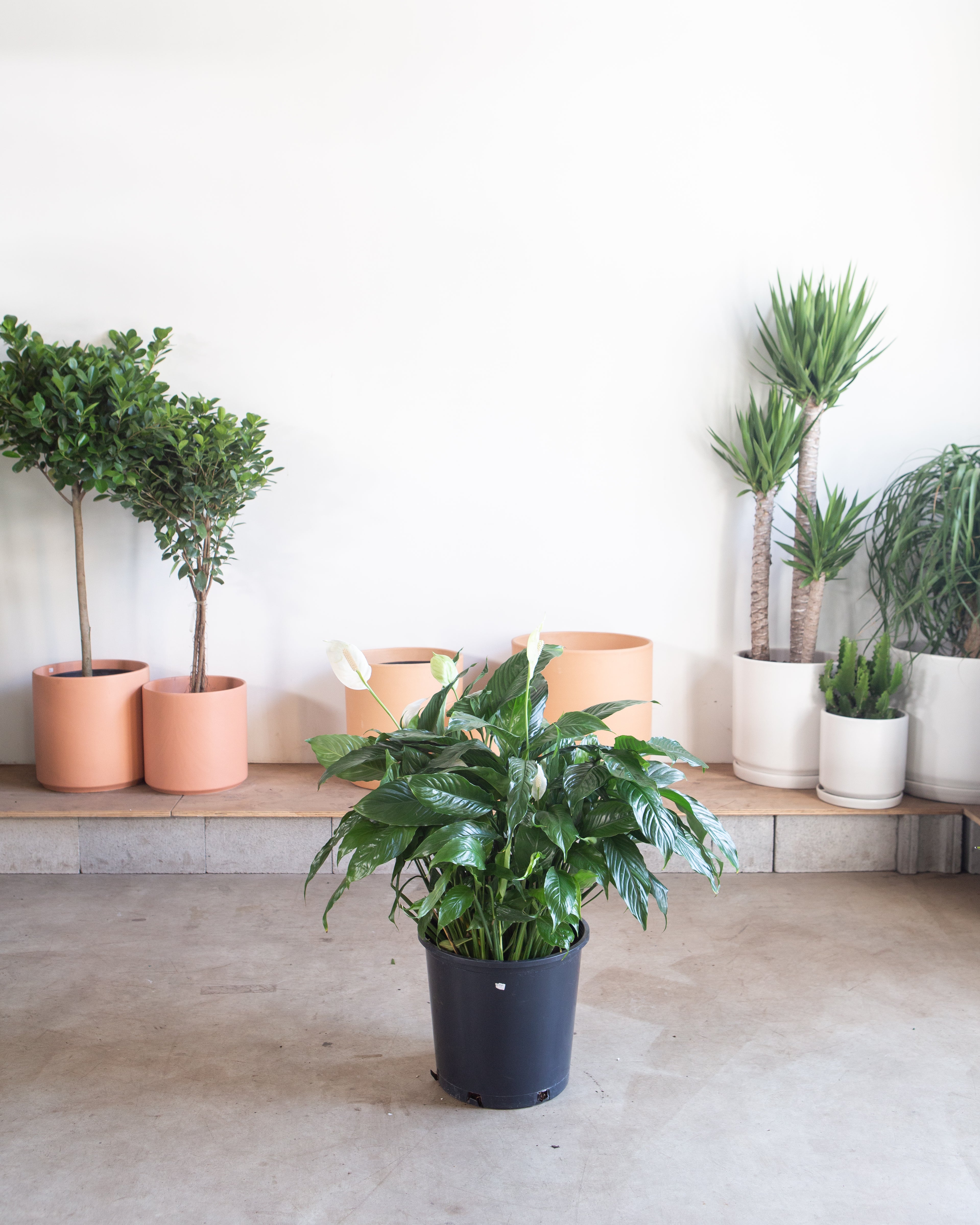 SPATHIPHYLLUM SWEET PABLO 'PEACE LILY' 14 Inch. Grower Pot