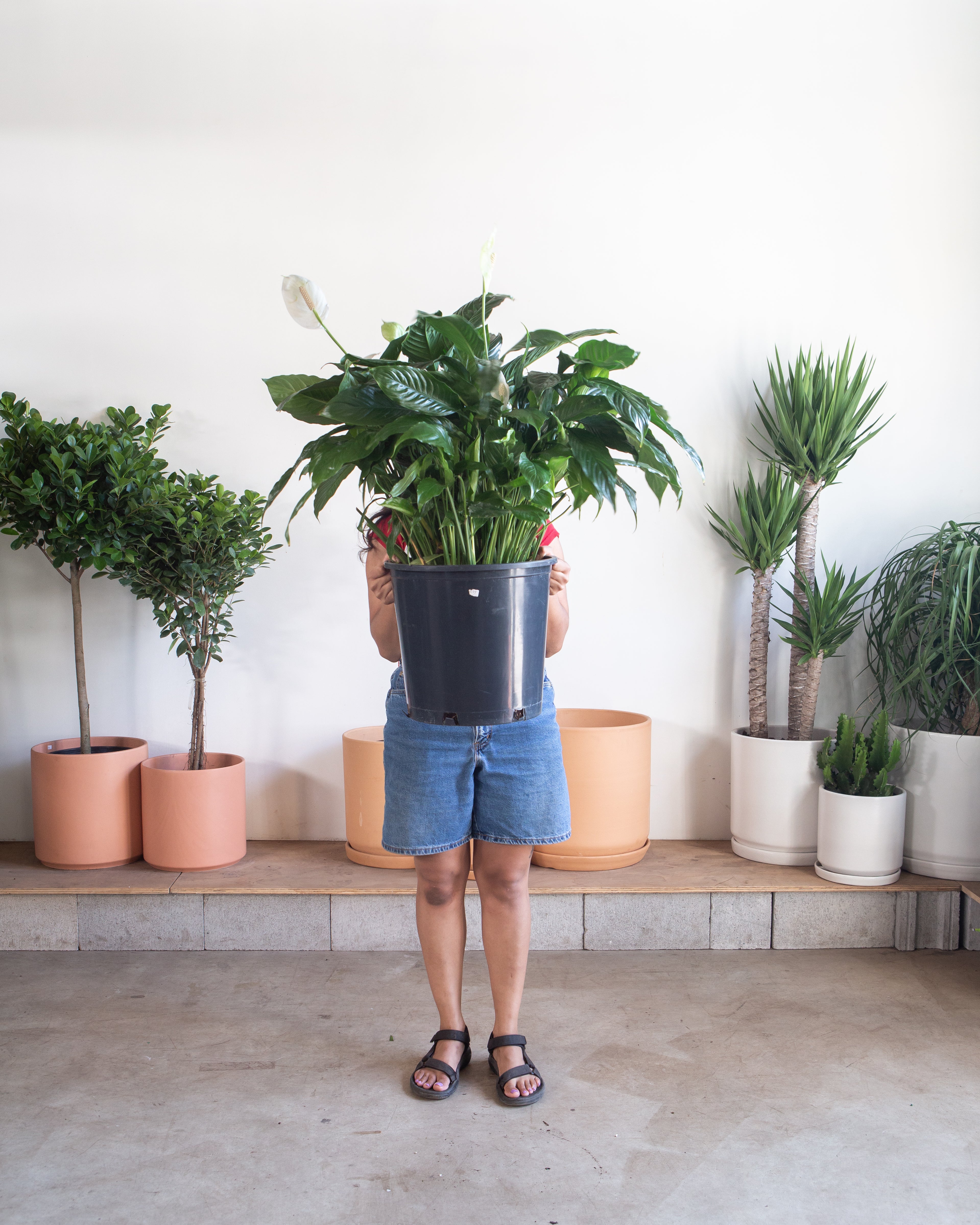 SPATHIPHYLLUM SWEET PABLO 'PEACE LILY' 14 Inch. Grower Pot