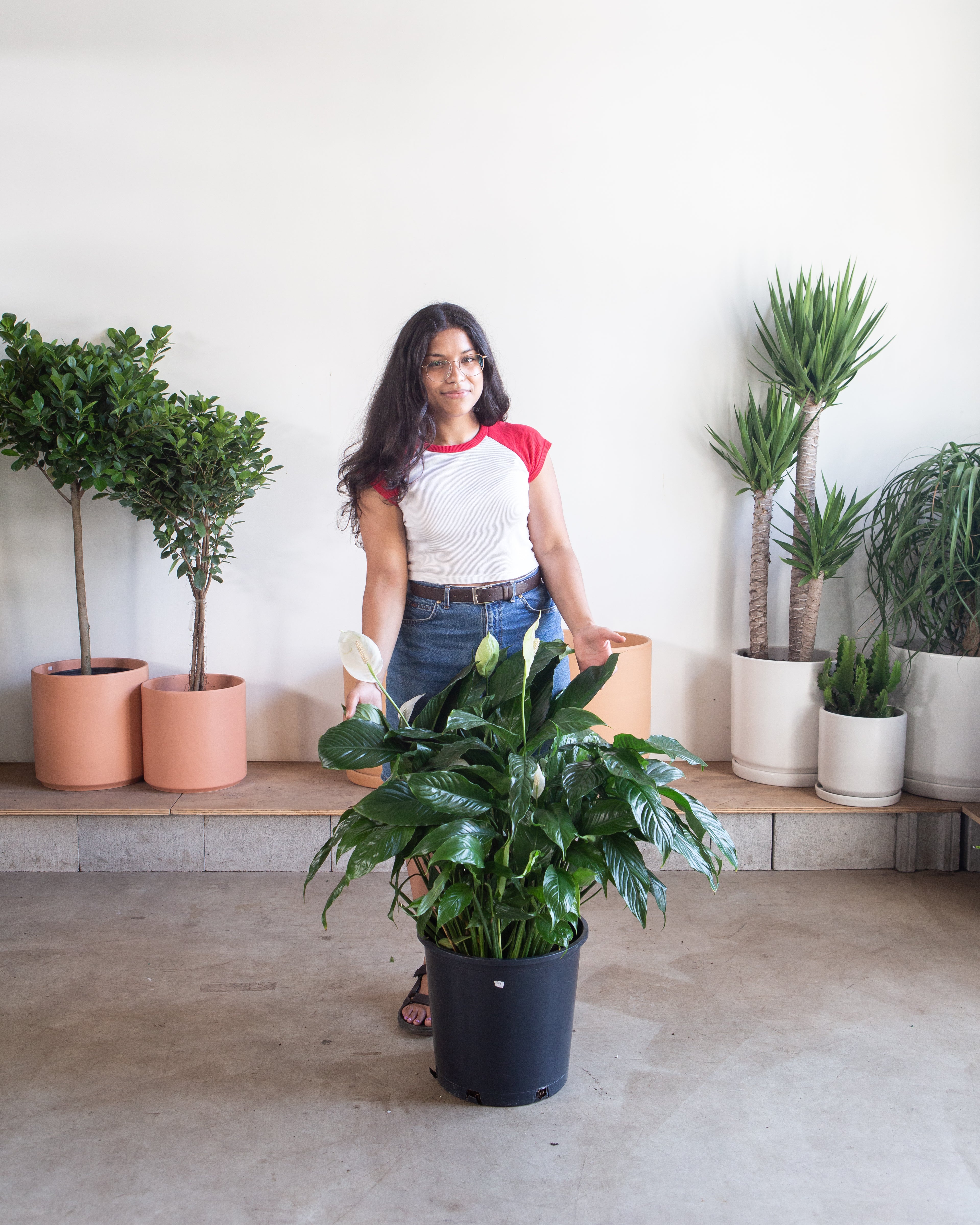 SPATHIPHYLLUM SWEET PABLO 'PEACE LILY' 14 Inch. Grower Pot