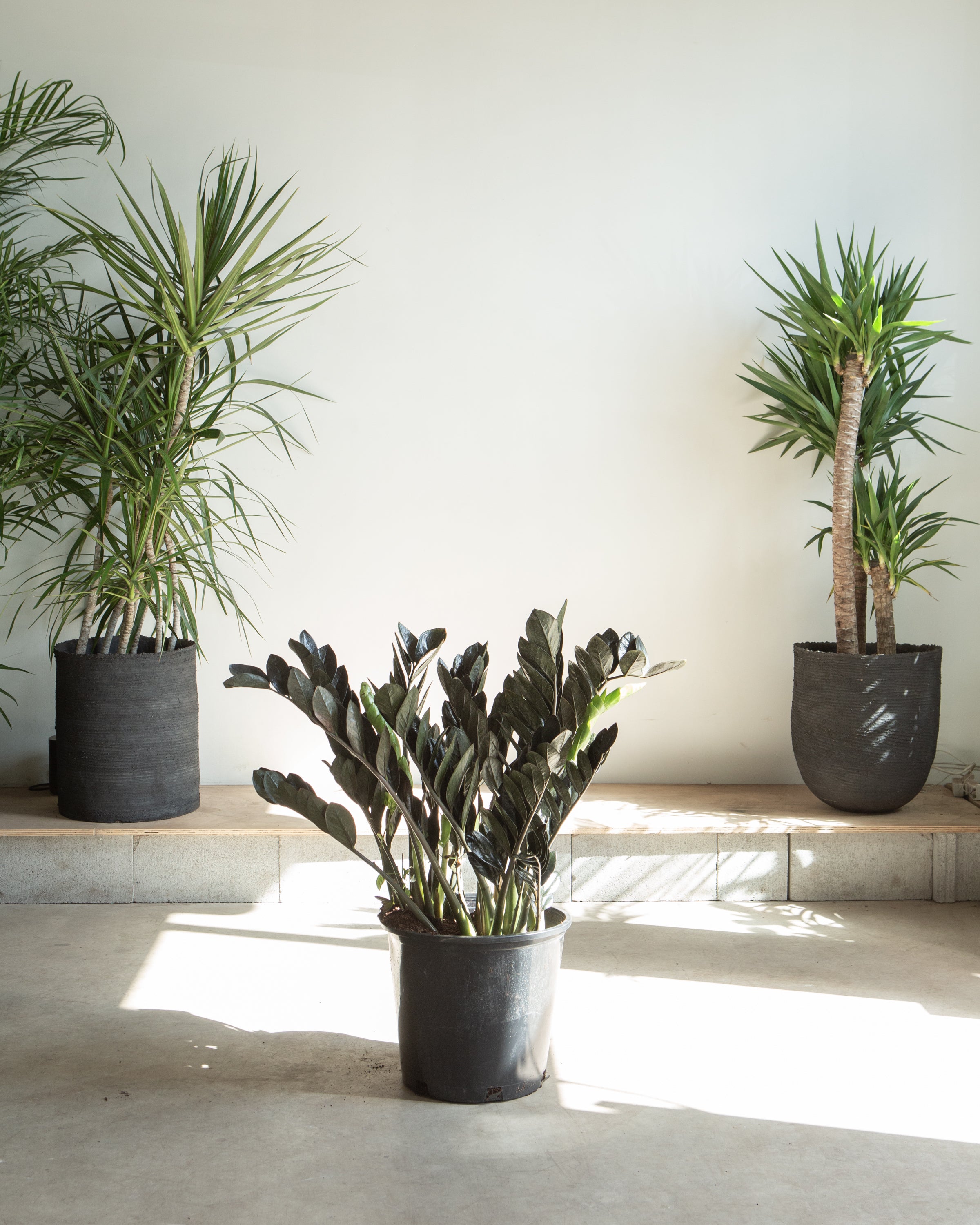 Black ZZ Plant: Zamioculcas zamiifolia 'Raven' - 14 inch pot - 3-4