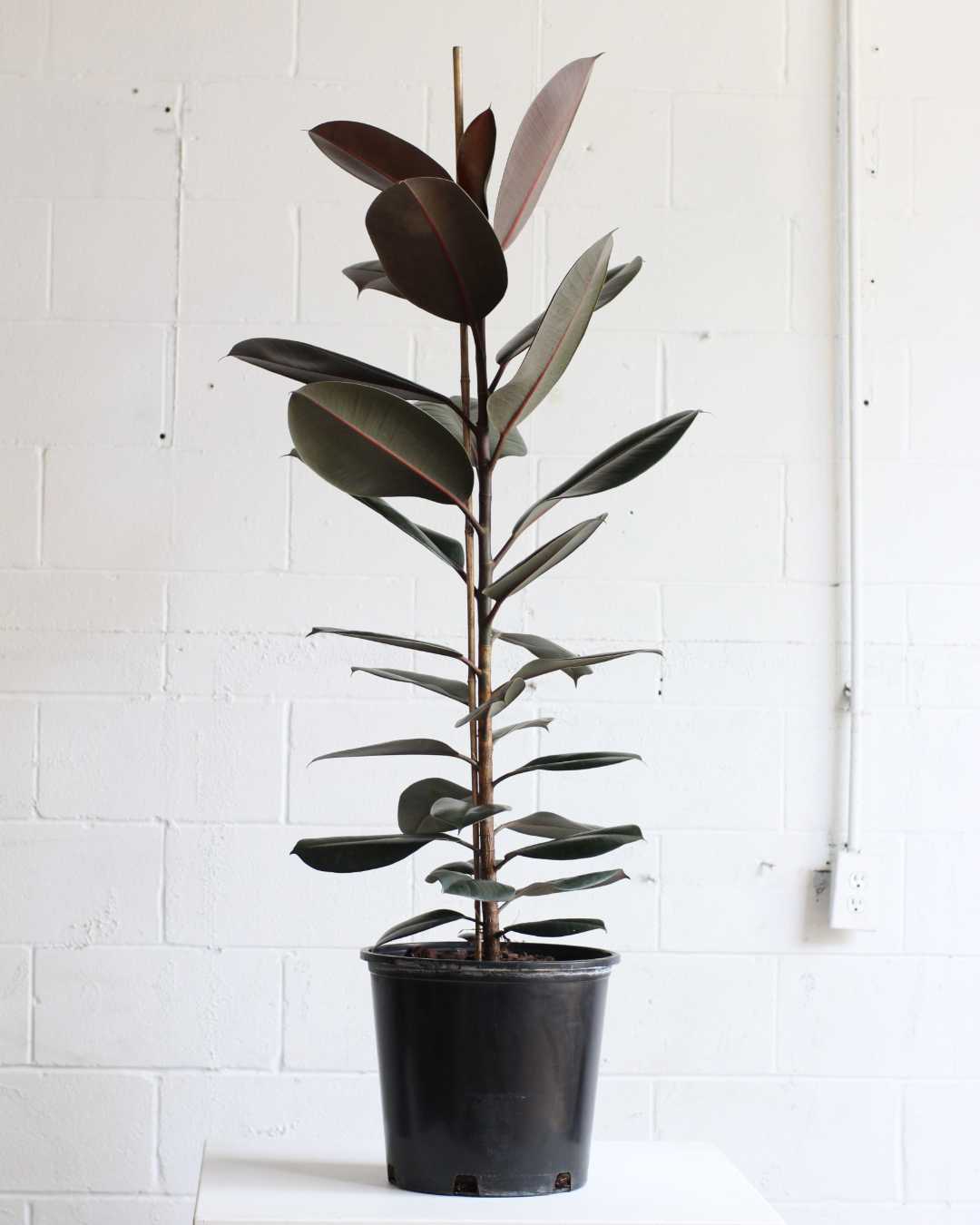RUBBER PLANT 'FICUS ELASTICA BURGUNDY' COLUMN 14 Inch. Grower Pot