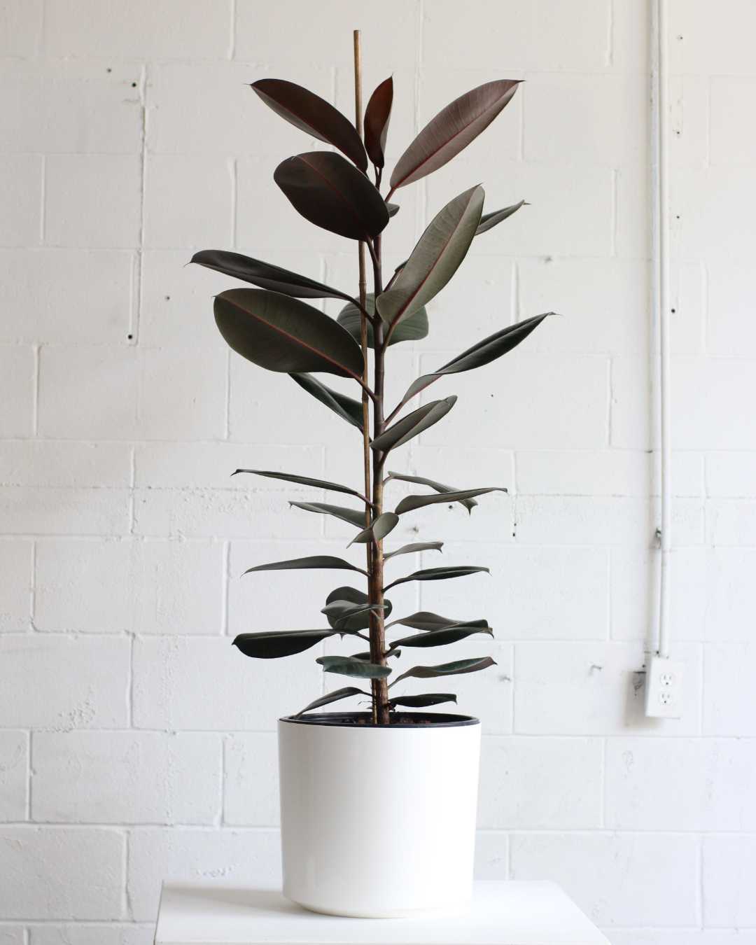 RUBBER PLANT 'FICUS ELASTICA BURGUNDY' COLUMN 14 Inch. Grower Pot