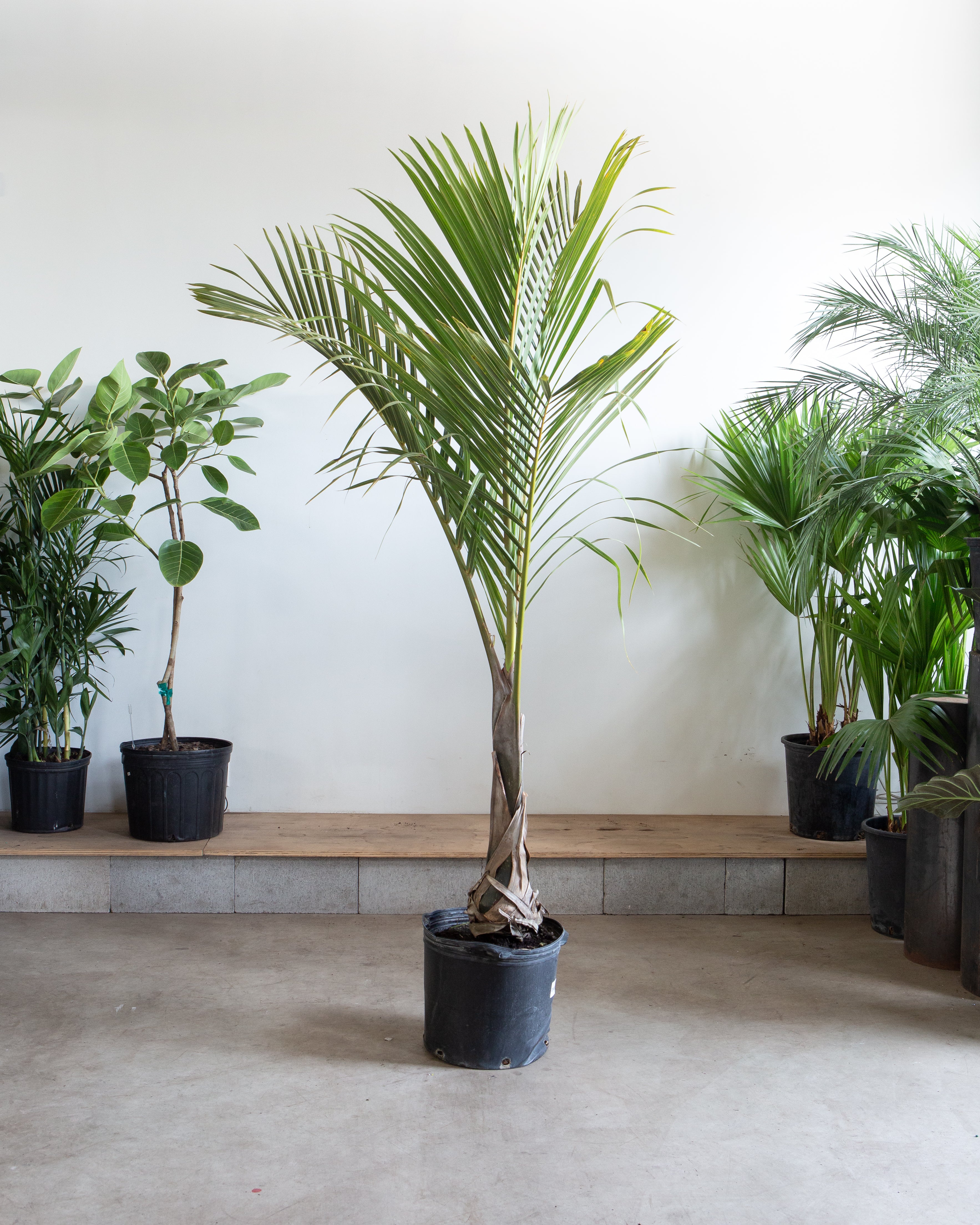 hostel palm plant Spindle Palm: Hyophorbe verschaffeltii - 14 inch pot
