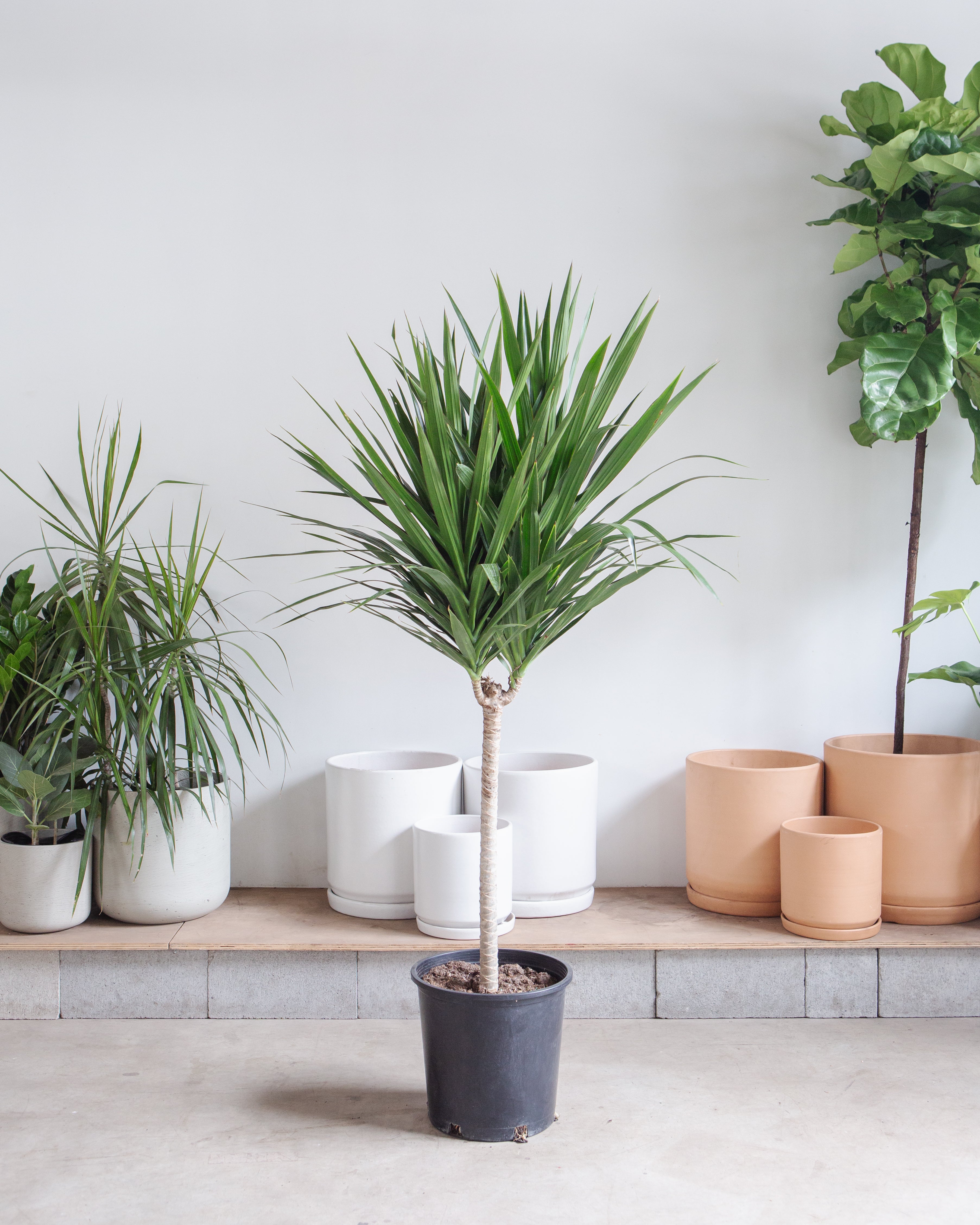 Tarzan Dragon Tree: Dracaena marginata - 14 inch pot - 5-5.5 foot tall