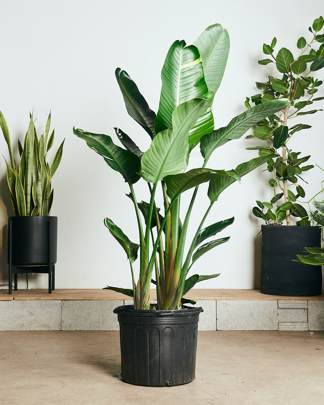VARIEGATED BIRD OF PARADISE' (STRELITZIA NICOLAI) 14 Inch. Grower Pot (6.5-7.5' tall)