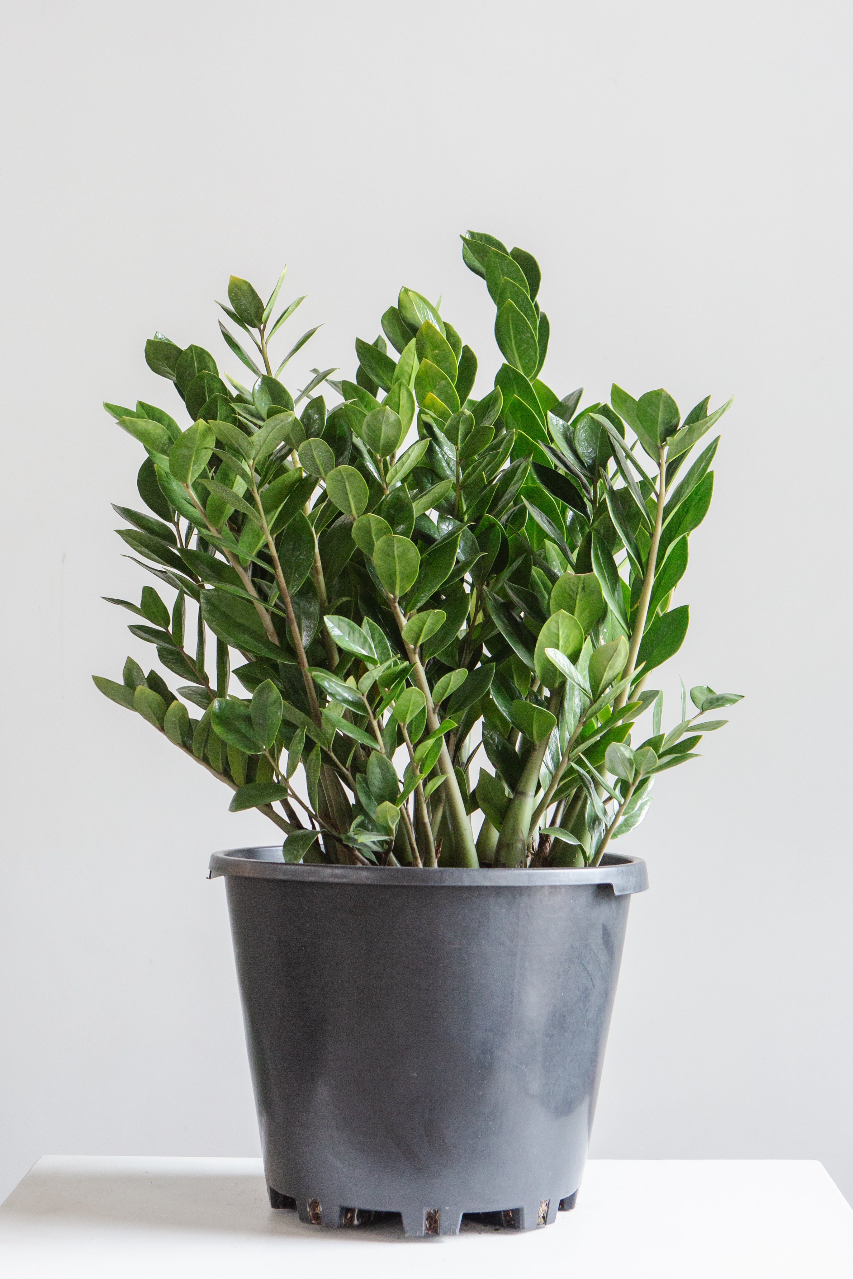 ZZ Plant: Zamioculcas zamiifolia - 14 inch pot - 3-3.5 foot tall