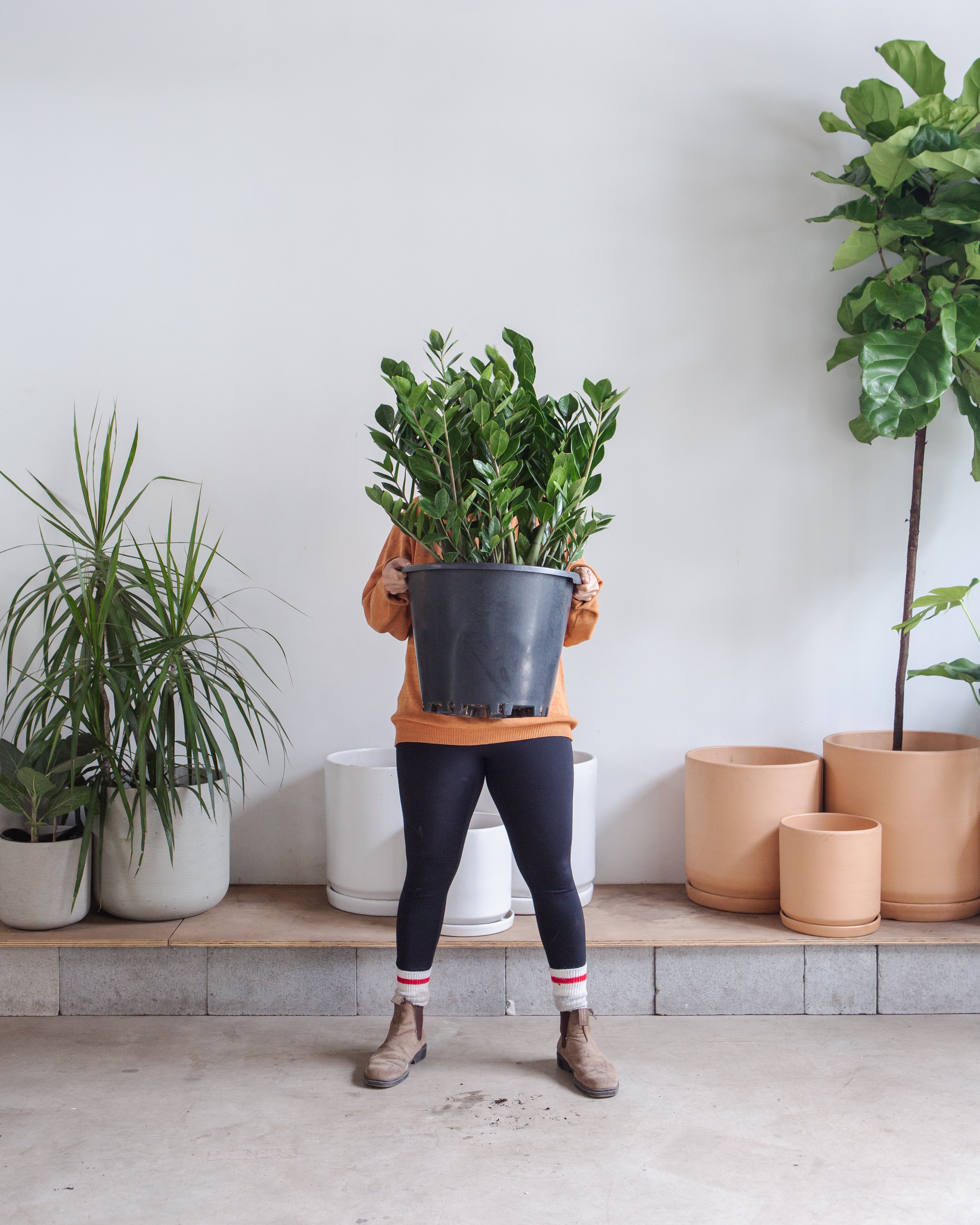 ZZ Plant: Zamioculcas zamiifolia - 14 inch pot - 3-3.5 foot tall