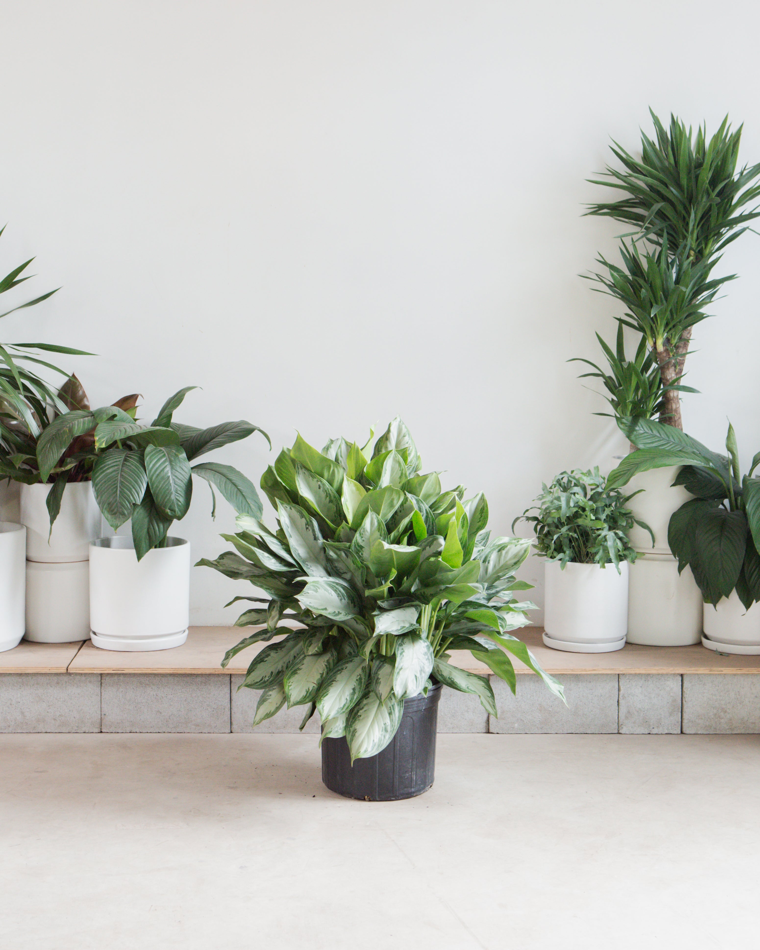 Silver Bay Chinese Evergreen: Aglaonema - 14 inch pot - 2-3 foot tall