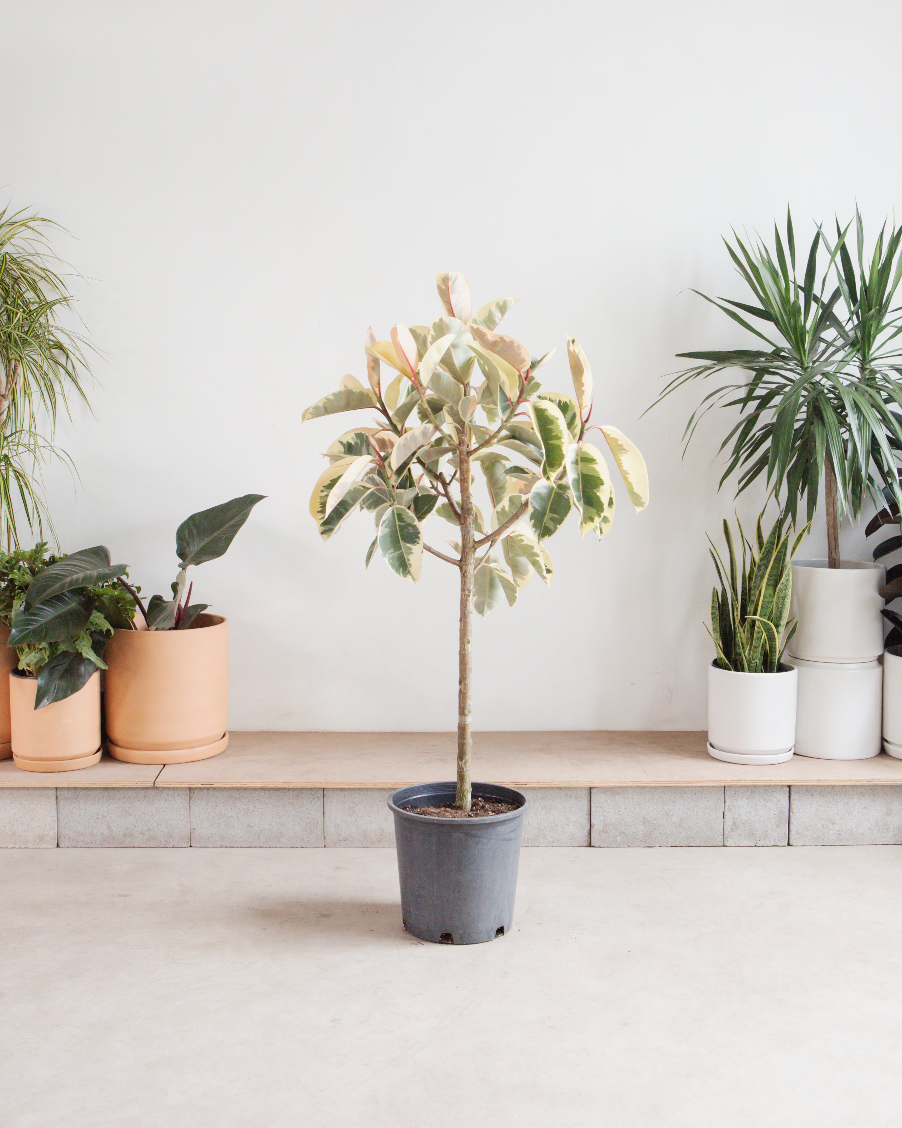 rubber plant tall Tineke Rubber Tree: Ficus elastica - 14 inch pot