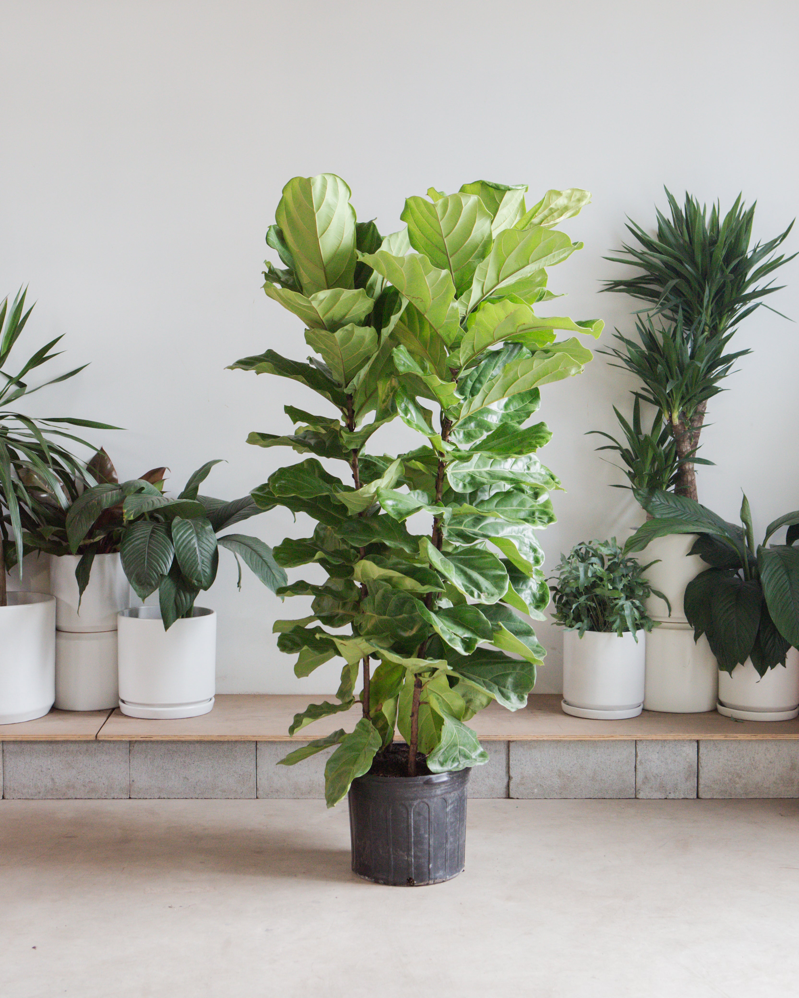 Fiddle Leaf Fig Bush: Ficus lyrata - 14 inch pot - 5-7 foot tall