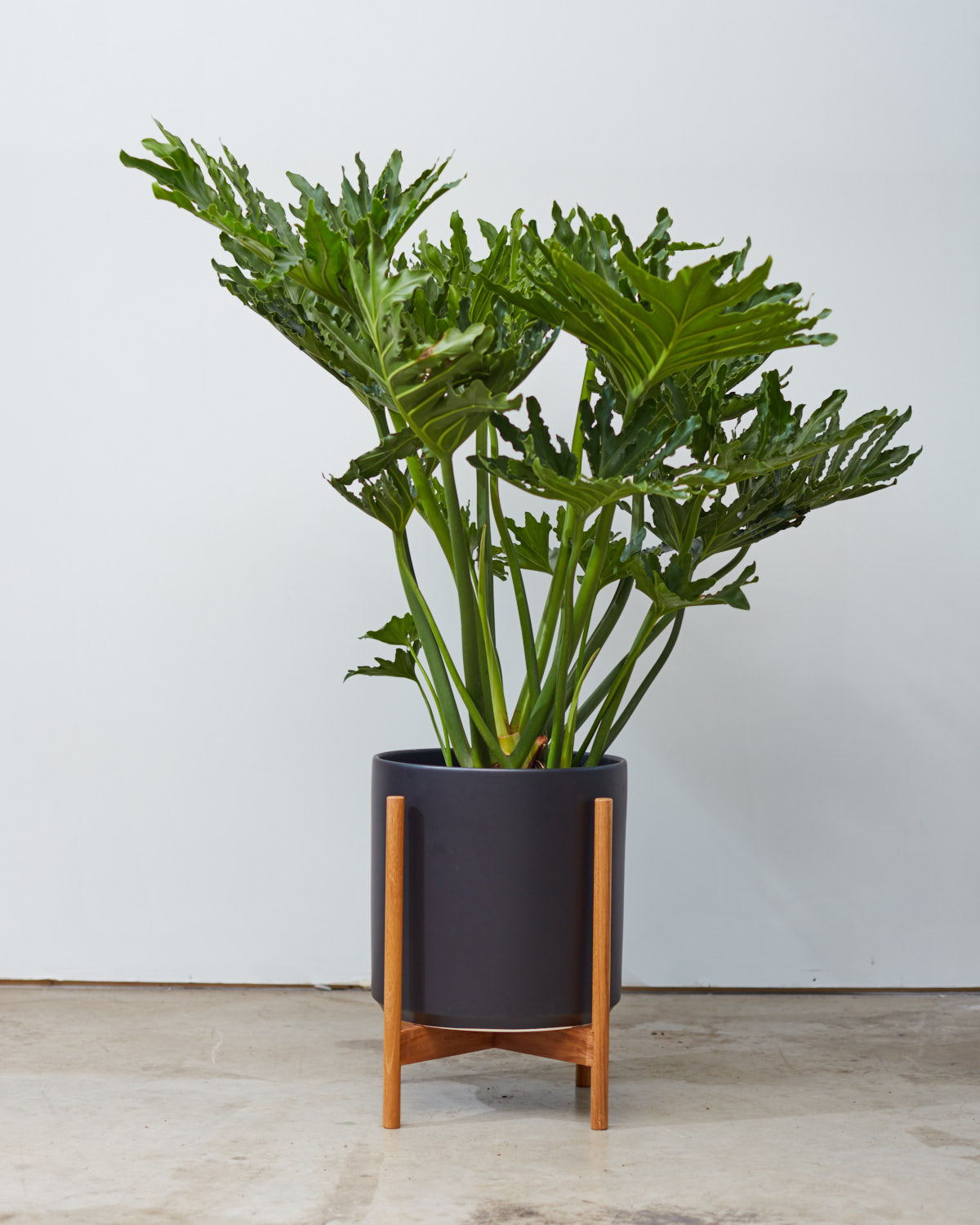14 Inch REVIVAL CERAMICS BLACK CYLINDER WITH NATURAL TEAK STAND - Large