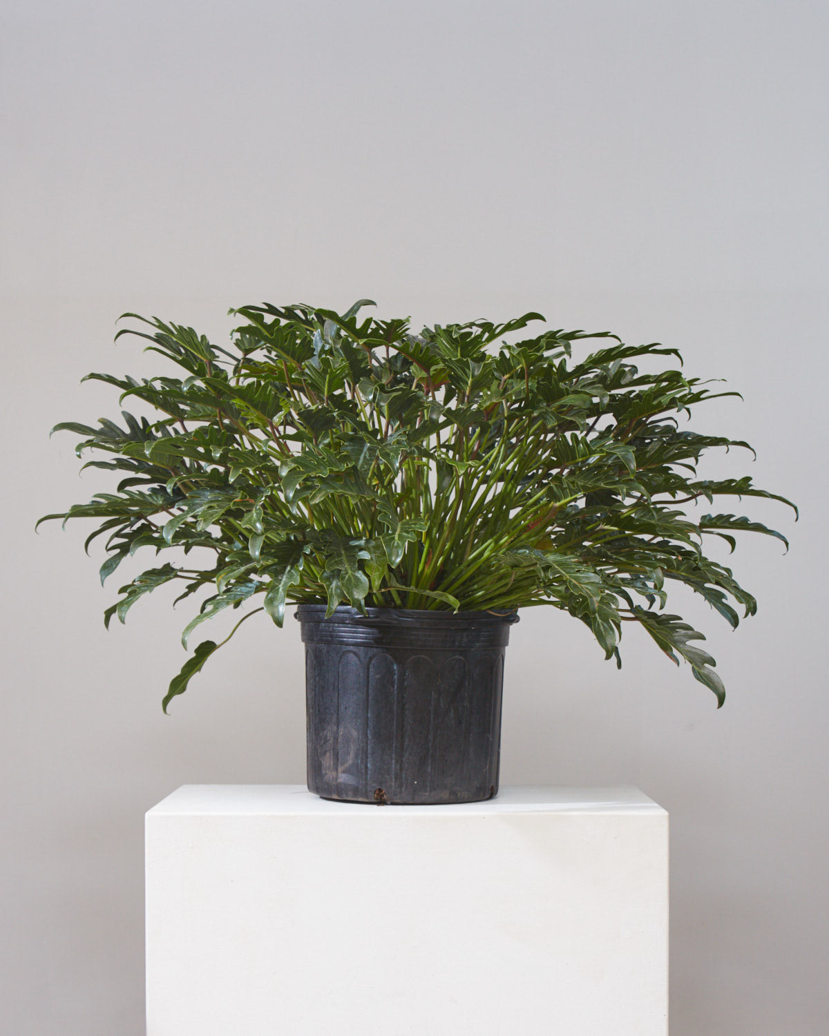 Winterbourn: Philodendron xanadu - 14 inch pot - 3 foot tall